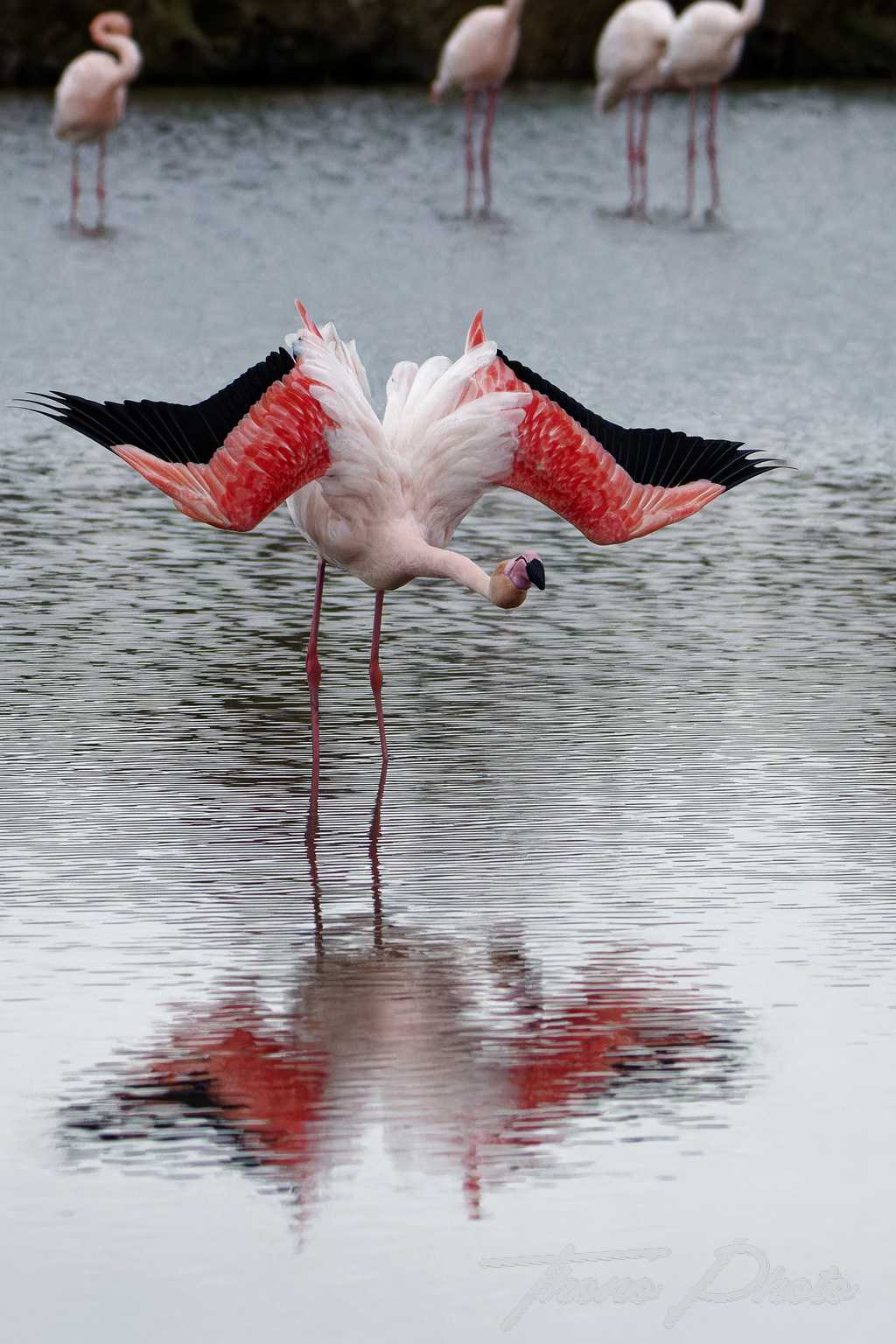 Flamand rose pont de gau 2025 01 00848fn