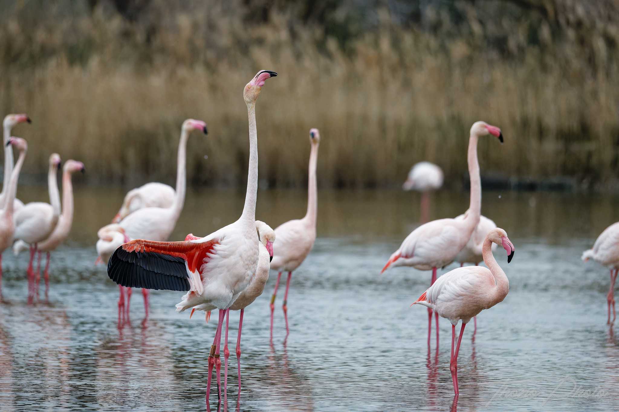 Flamand rose pont de gau 2025 01 00748fn