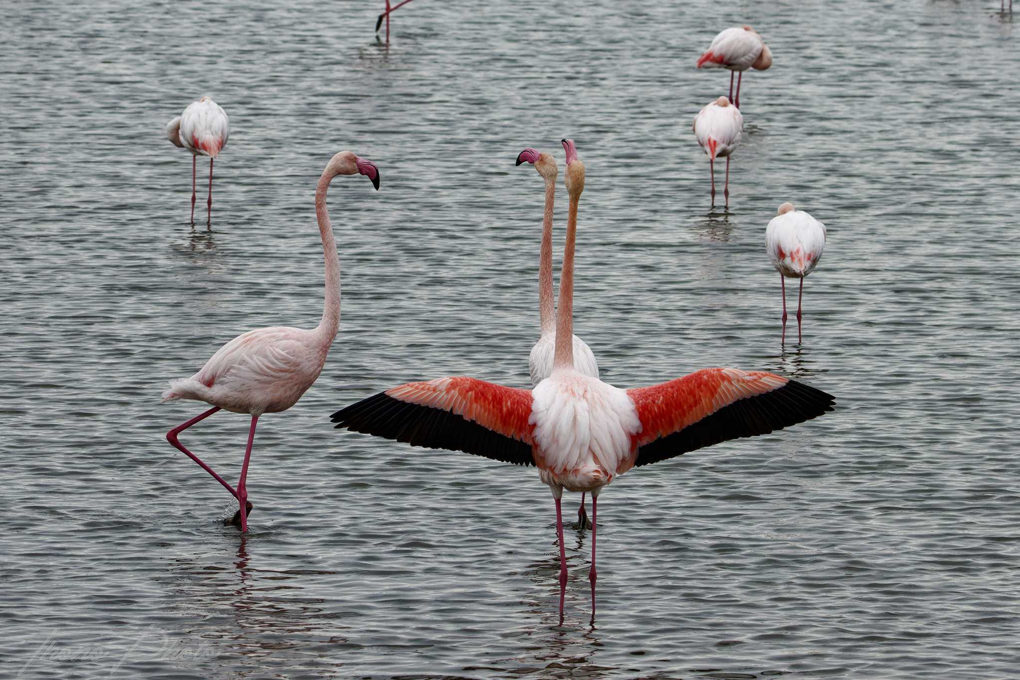 Flamand rose pont de gau 2025 01 00567fn