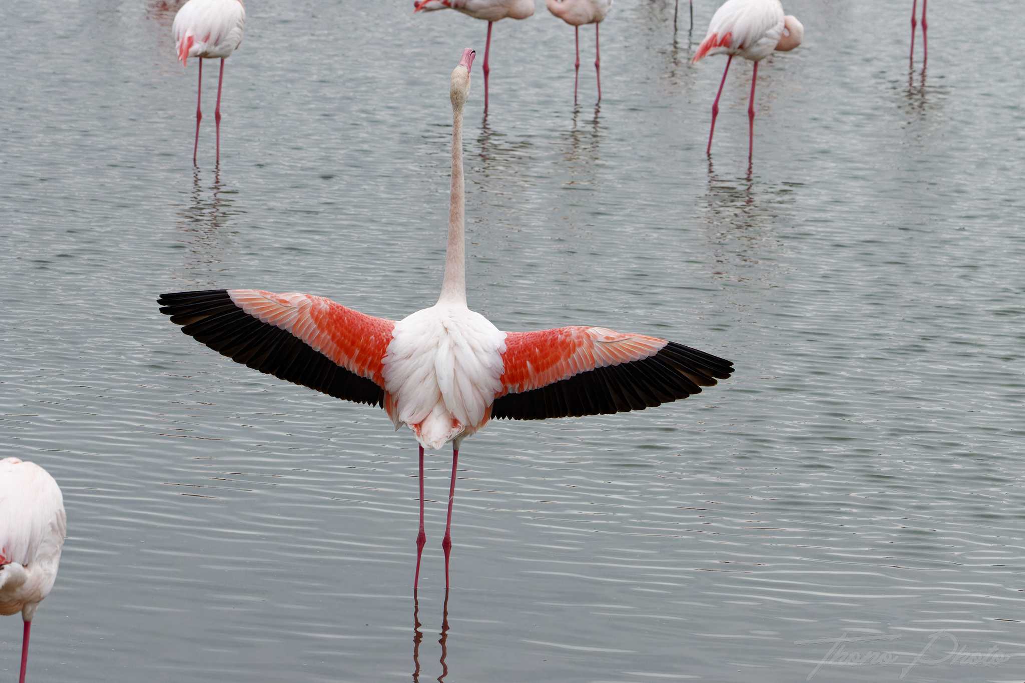 Flamand rose pont de gau 2025 01 00562fn