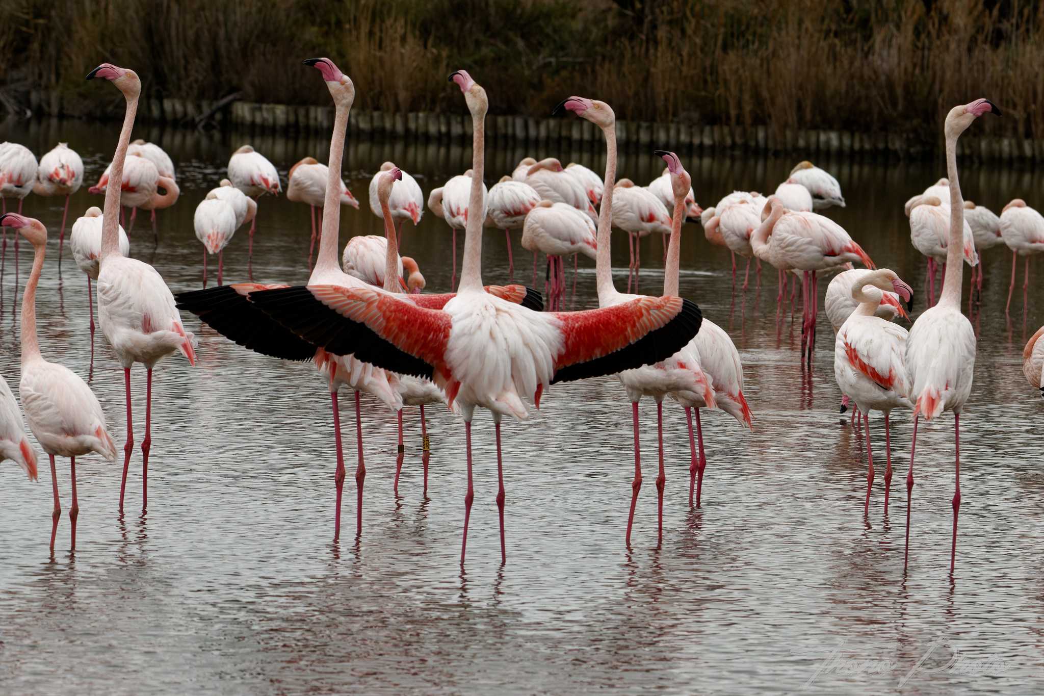 Flamand rose pont de gau 2025 01 00527fn