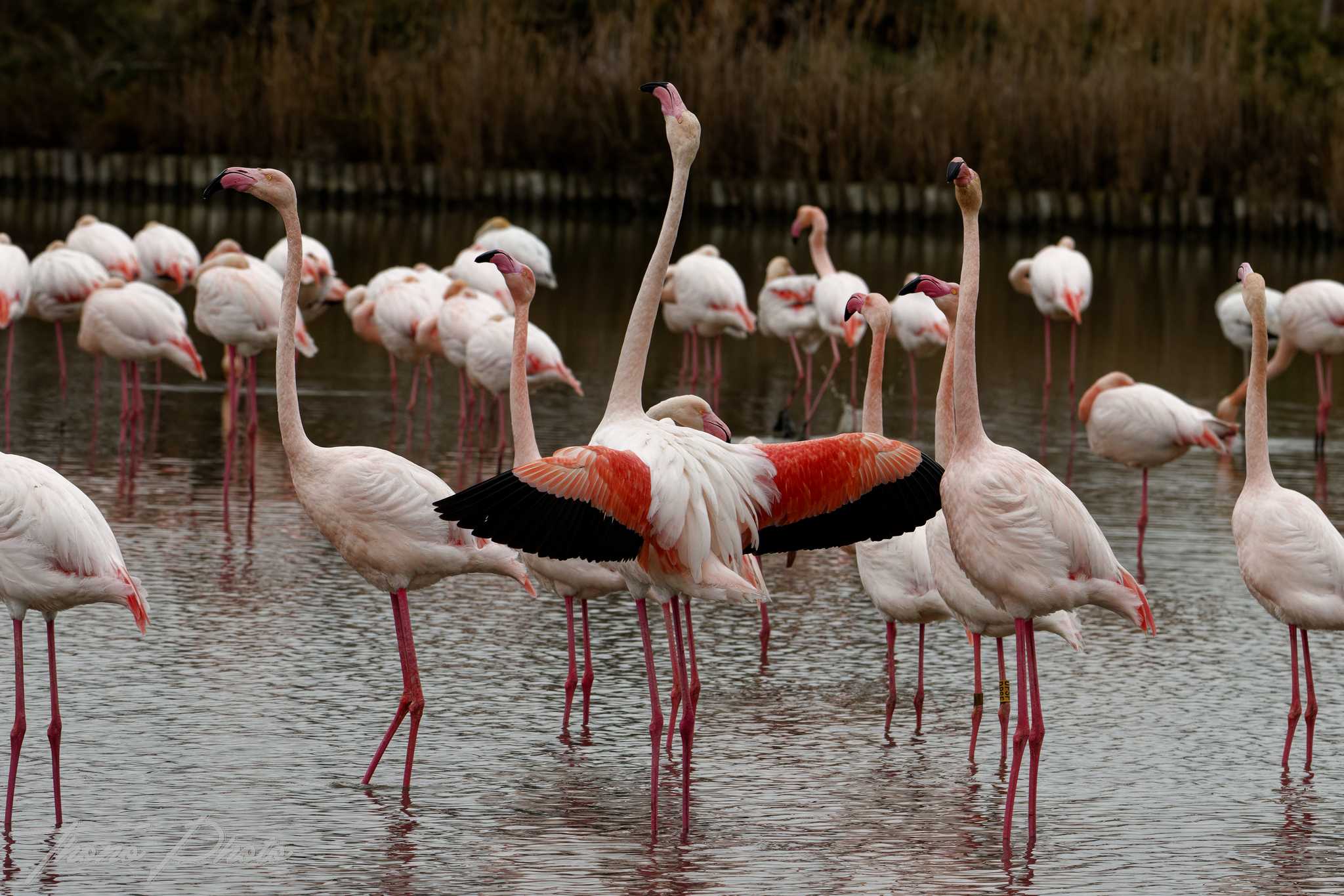 Flamand rose pont de gau 2025 01 00514fn