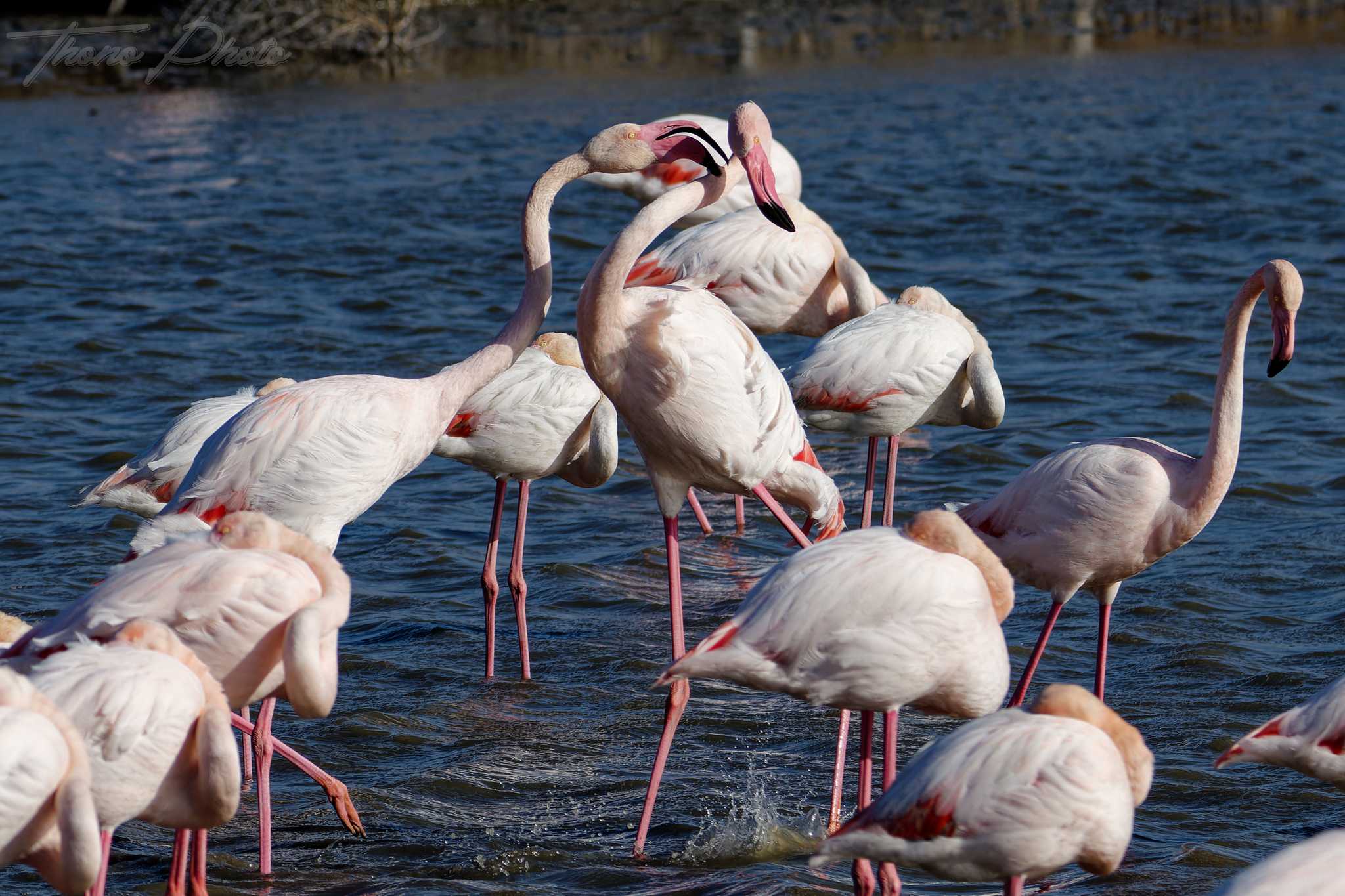 Flamand rose pont de gau 2025 01 01070fb