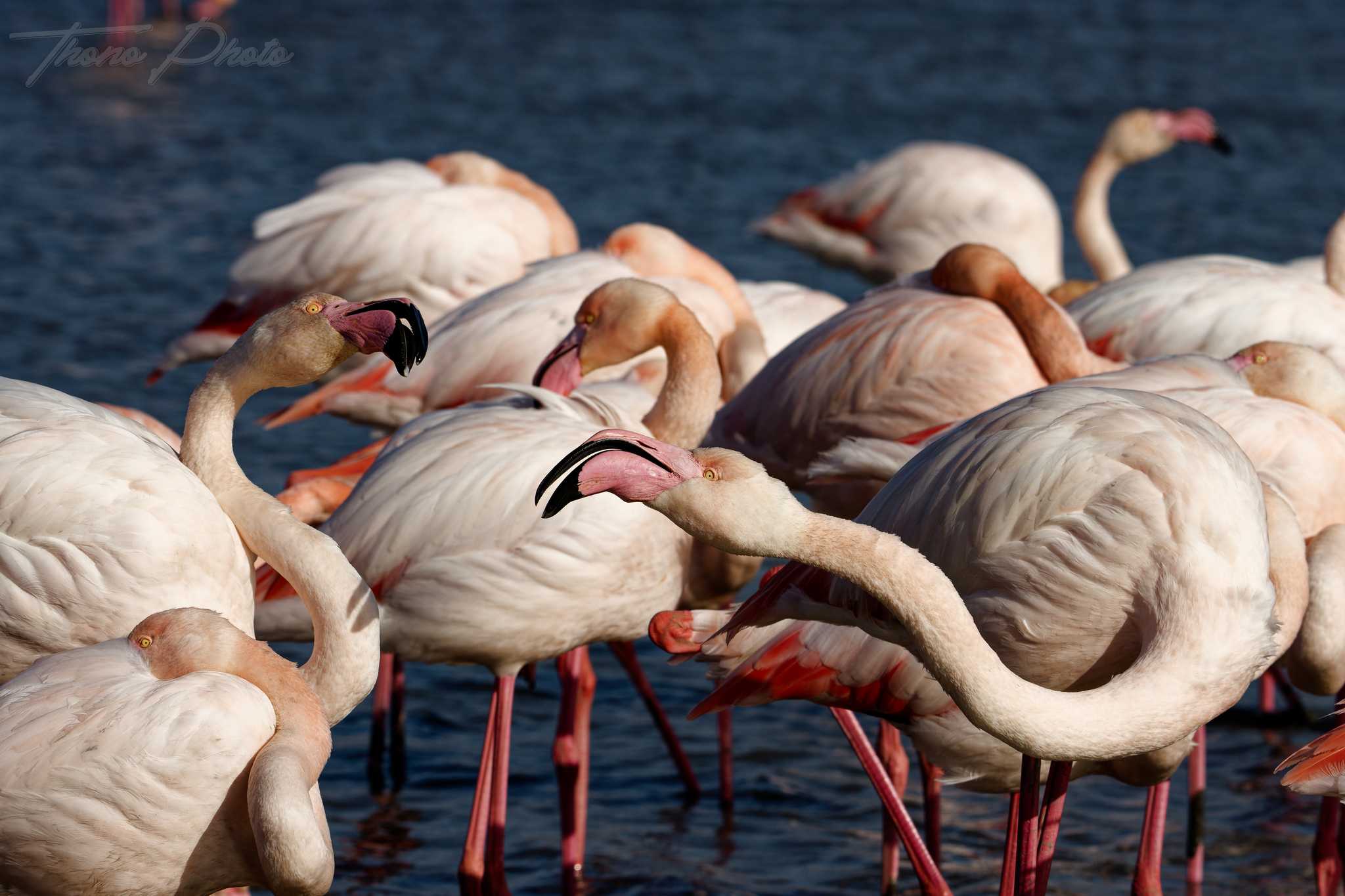 Flamand rose pont de gau 2025 01 01010fb