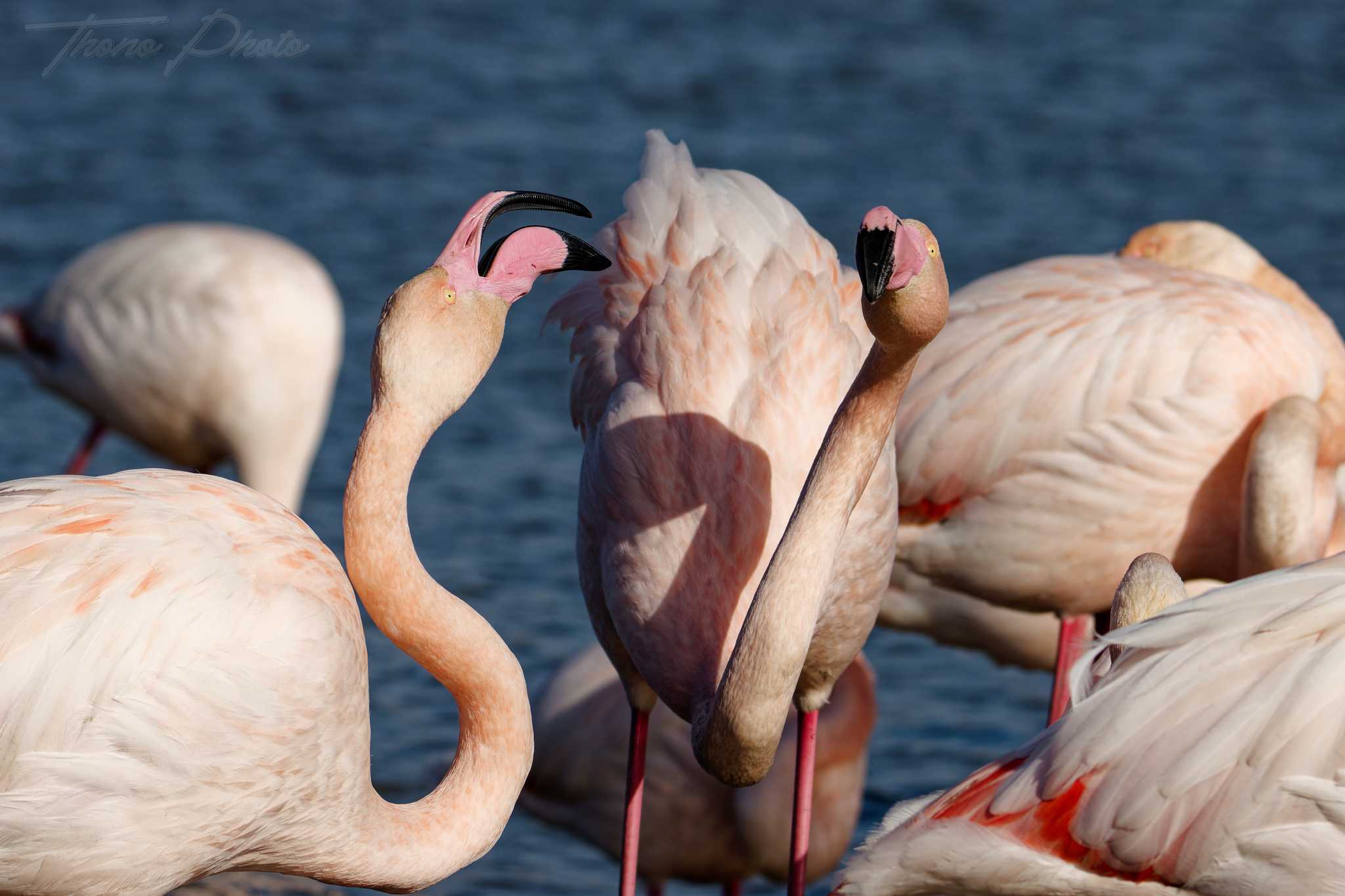 Flamand rose pont de gau 2025 01 00985fb