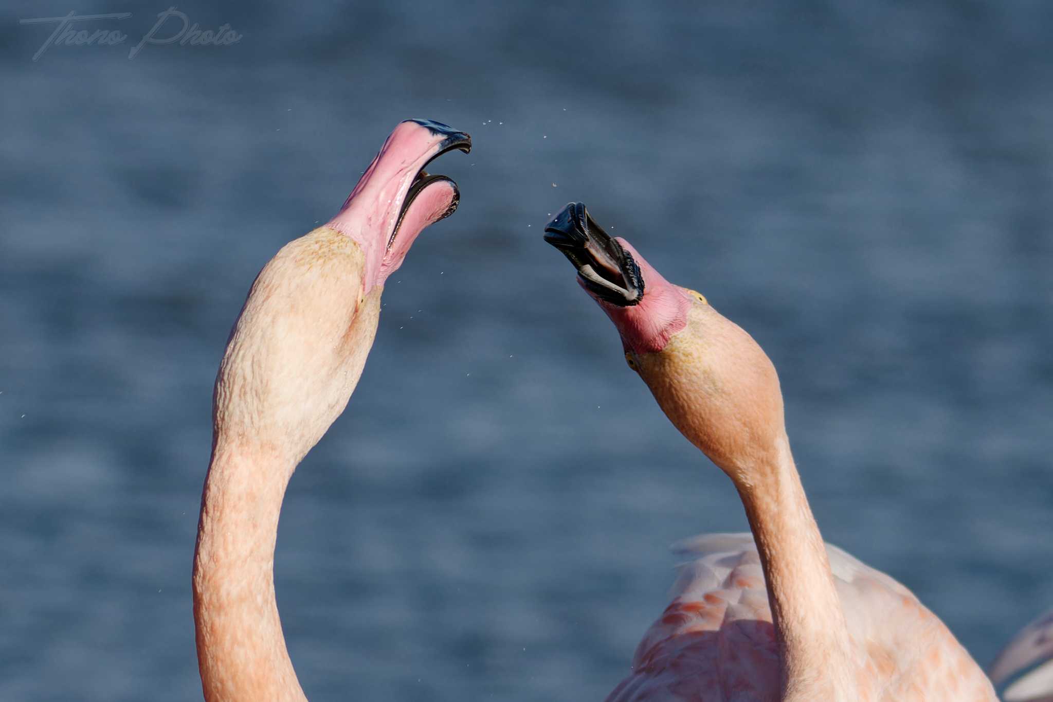 Flamand rose pont de gau 2025 01 00982fb