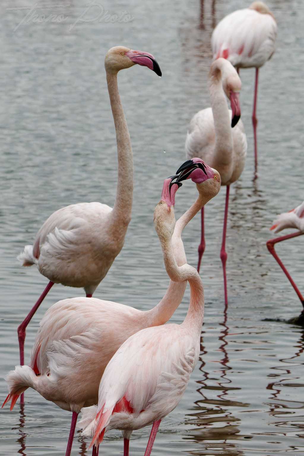 Flamand rose pont de gau 2025 01 00560fb