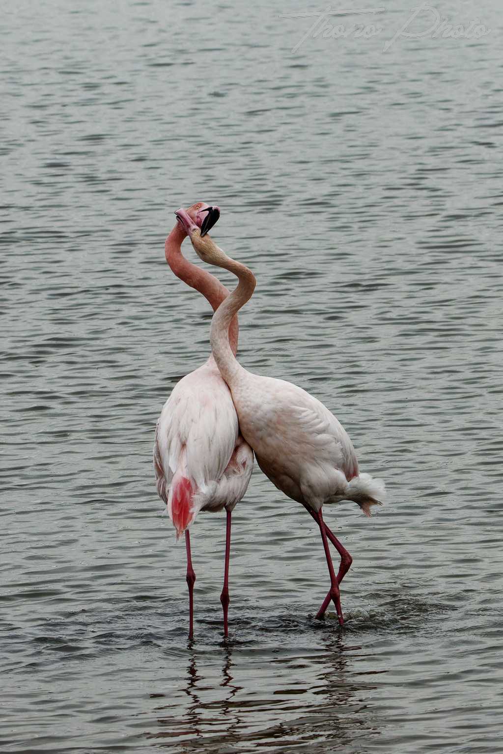 Flamand rose pont de gau 2025 01 00539fb