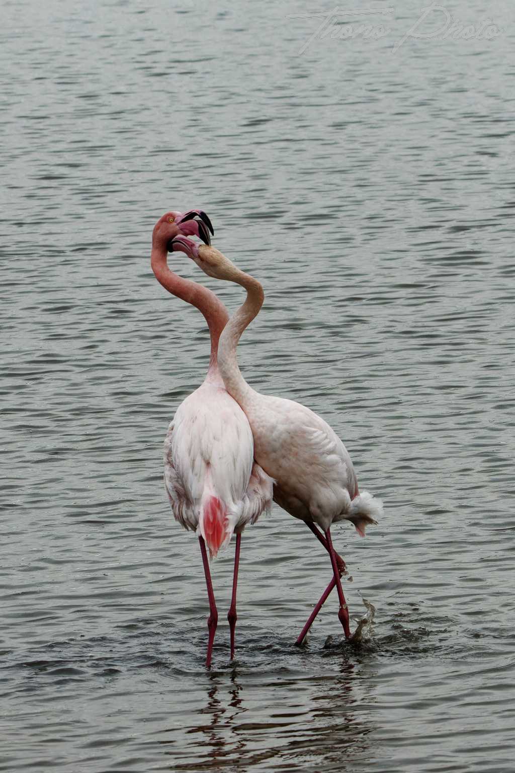 Flamand rose pont de gau 2025 01 00538fb