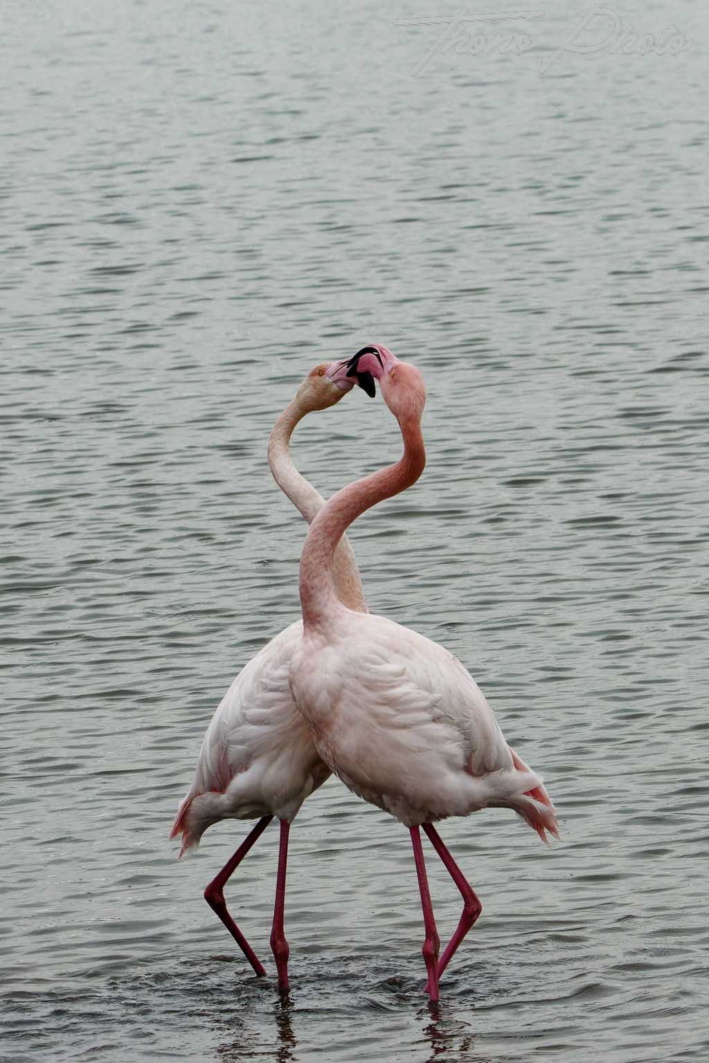 Flamand rose pont de gau 2025 01 00537fb