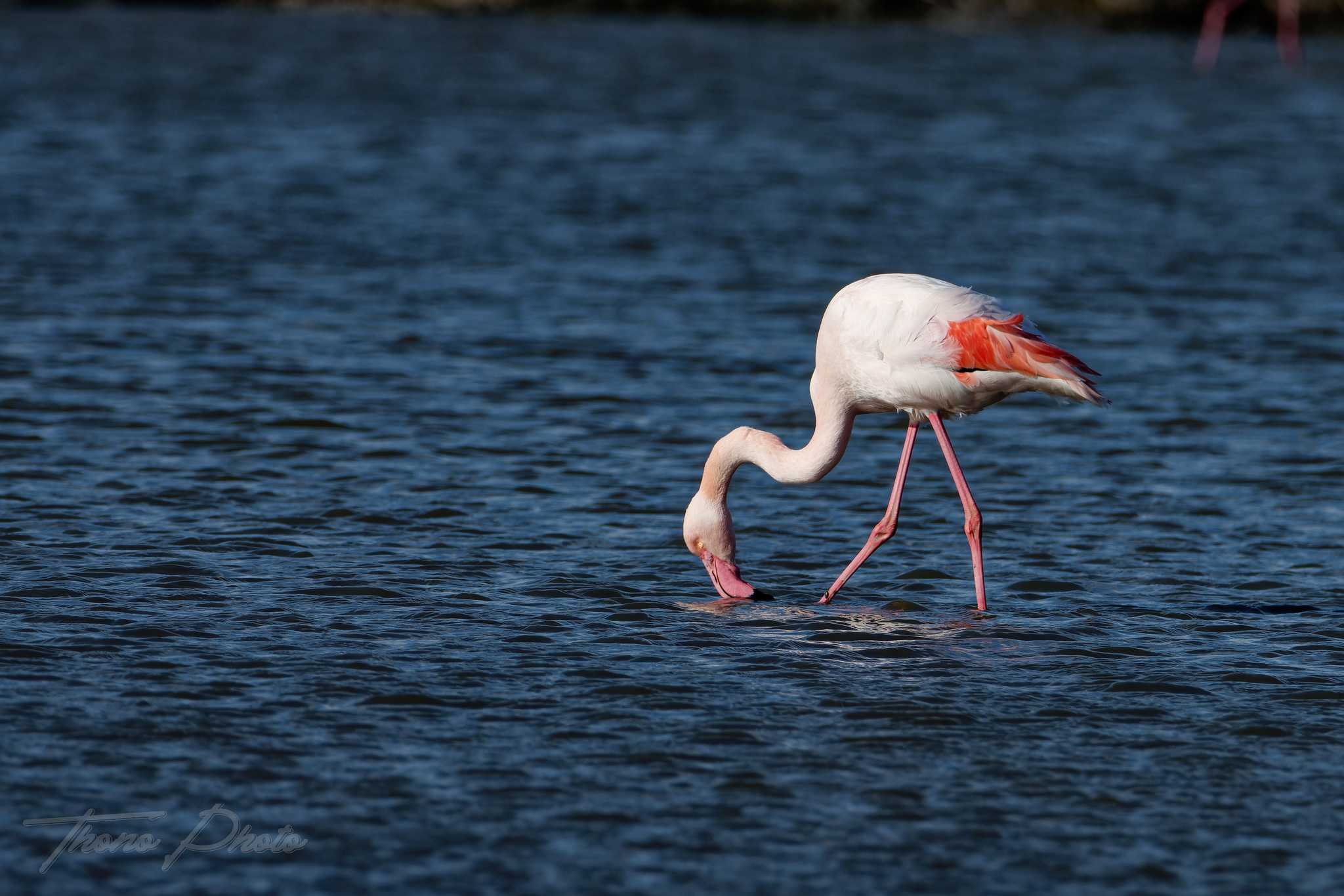 Flamand rose pont de gau 2025 01 01091fd
