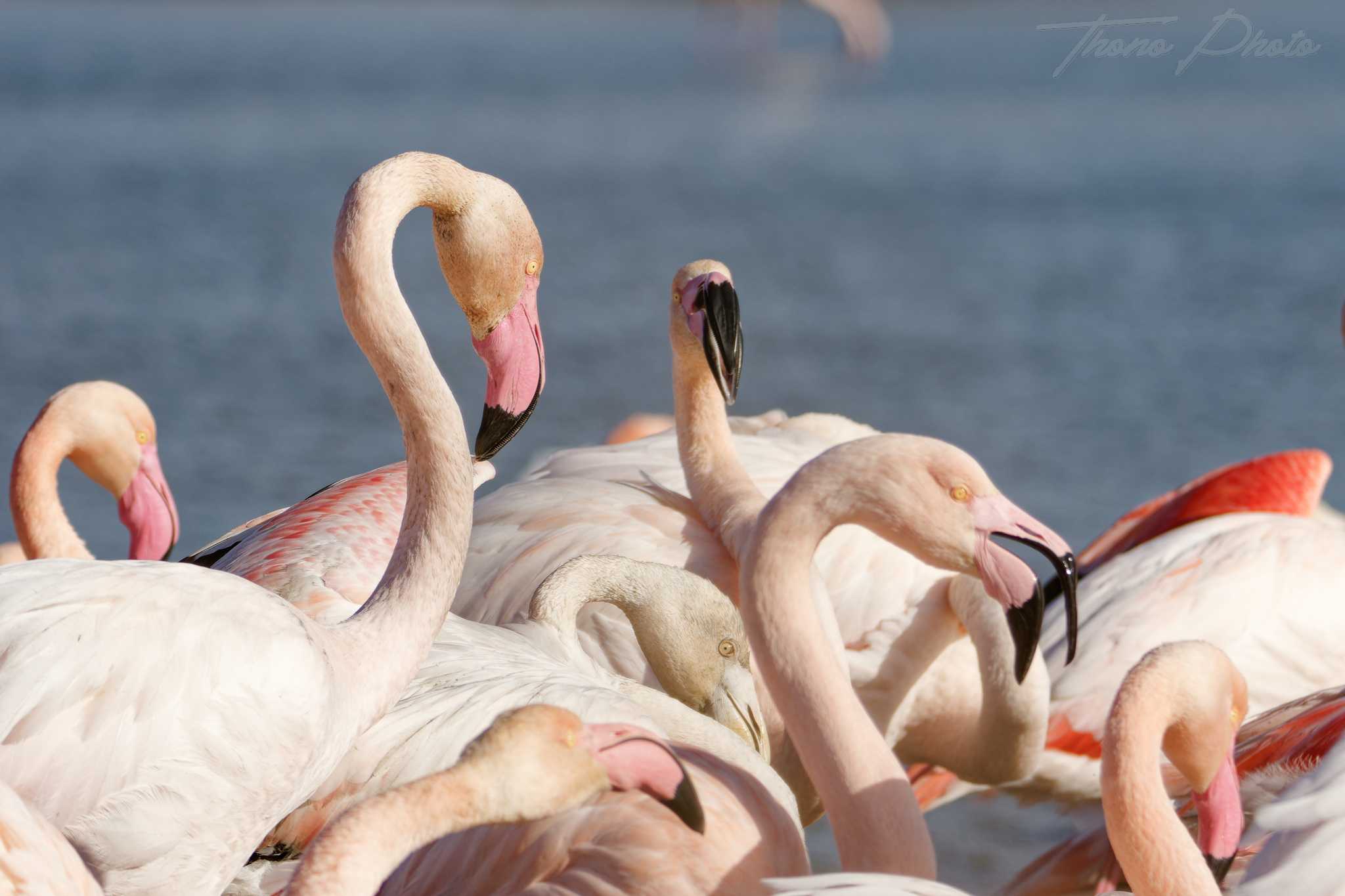 Flamand rose pont de gau 2025 01 00973fd