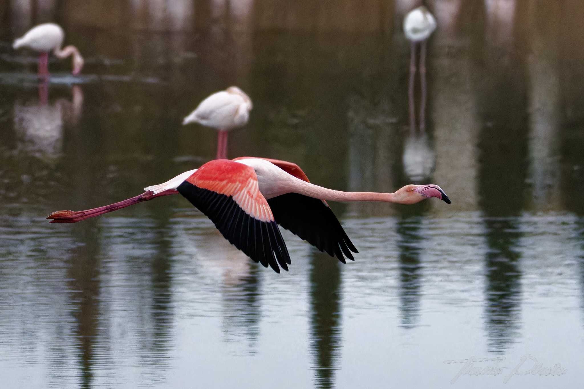 Flamand rose pont de gau 2025 01 00915fd