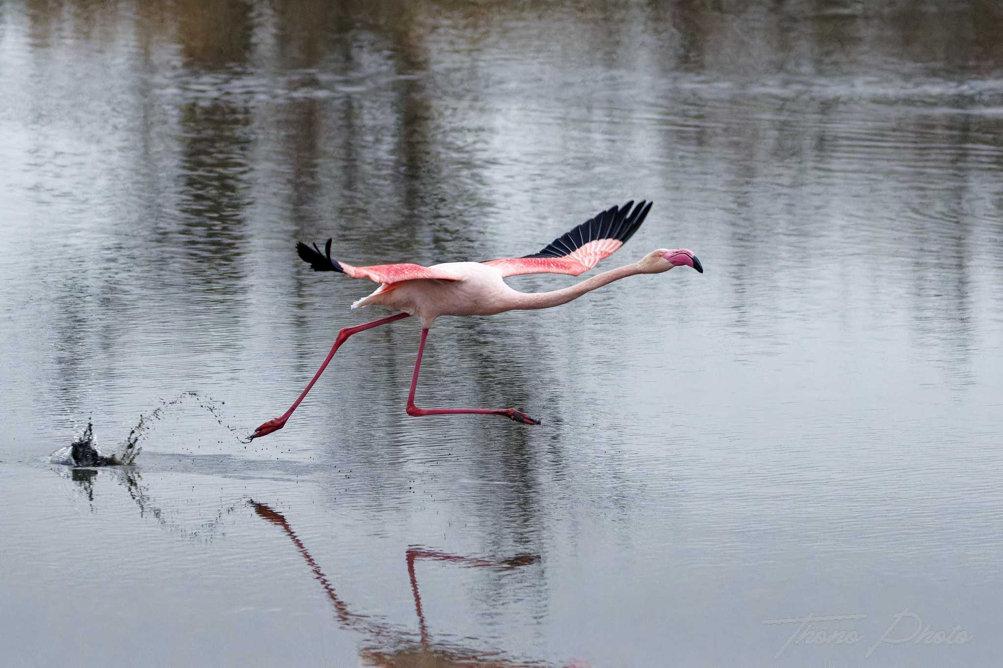 Flamand rose pont de gau 2025 01 00910fd