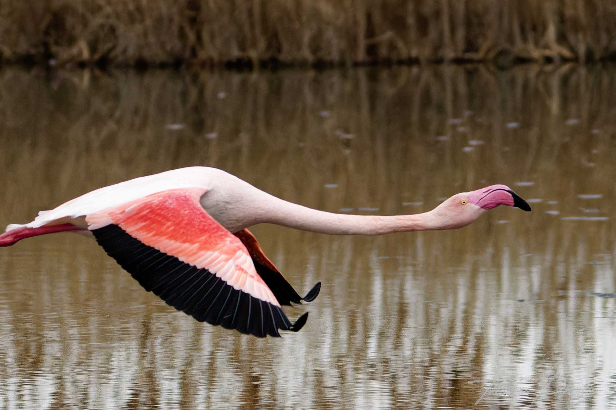 Flamand rose pont de gau 2025 01 00884fd