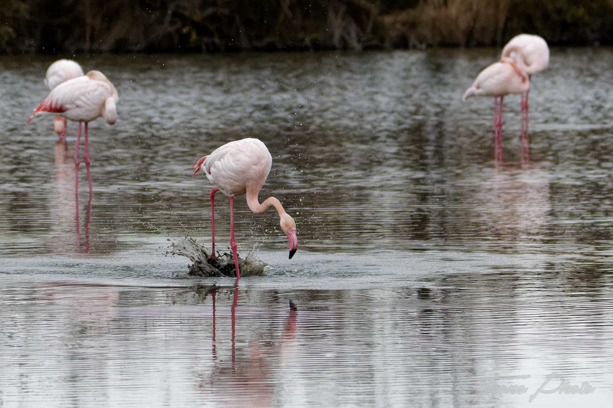 Flamand rose pont de gau 2025 01 00873fd