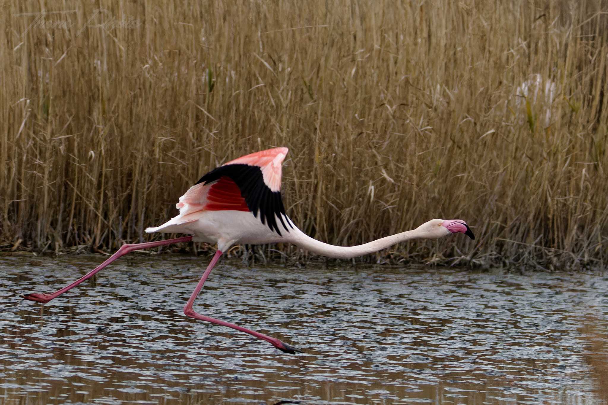 Flamand rose pont de gau 2025 01 00858fd