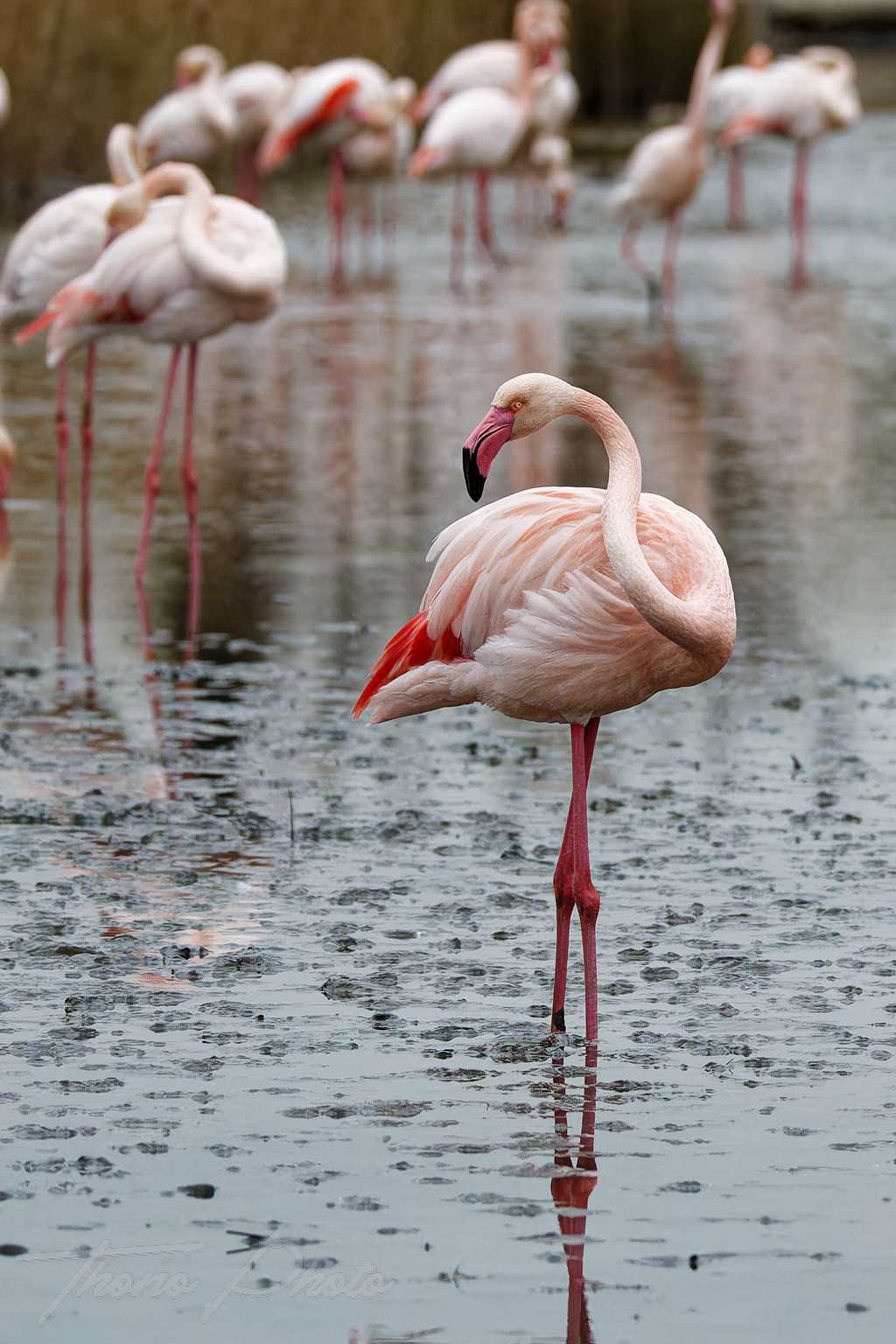 Flamand rose pont de gau 2025 01 00792fd