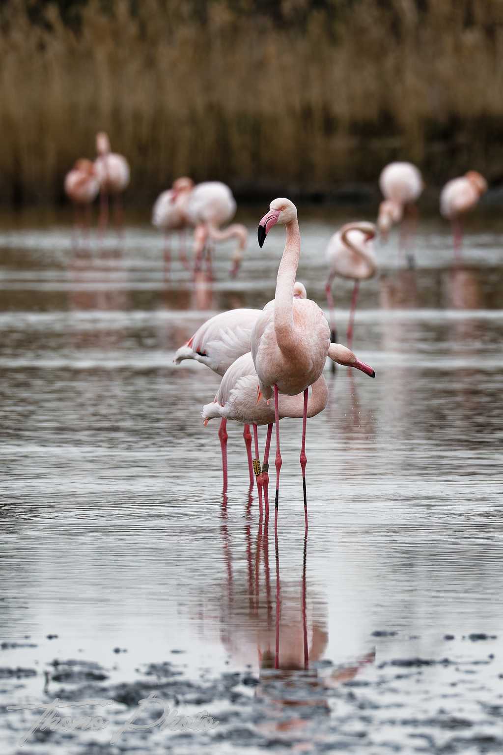 Flamand rose pont de gau 2025 01 00728fd