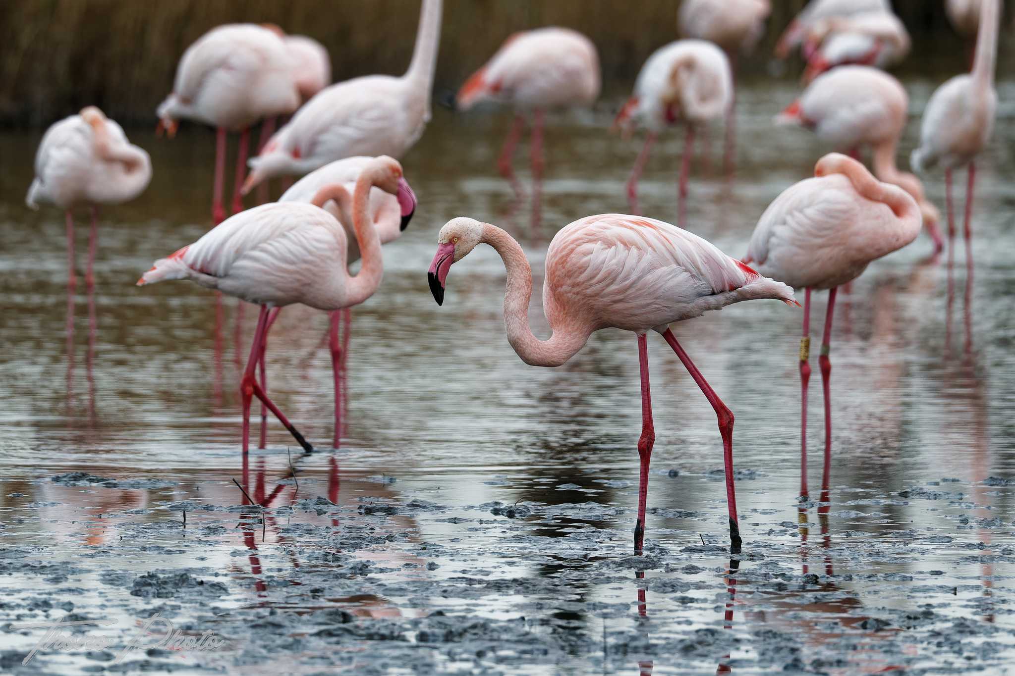 Flamand rose pont de gau 2025 01 00723fd