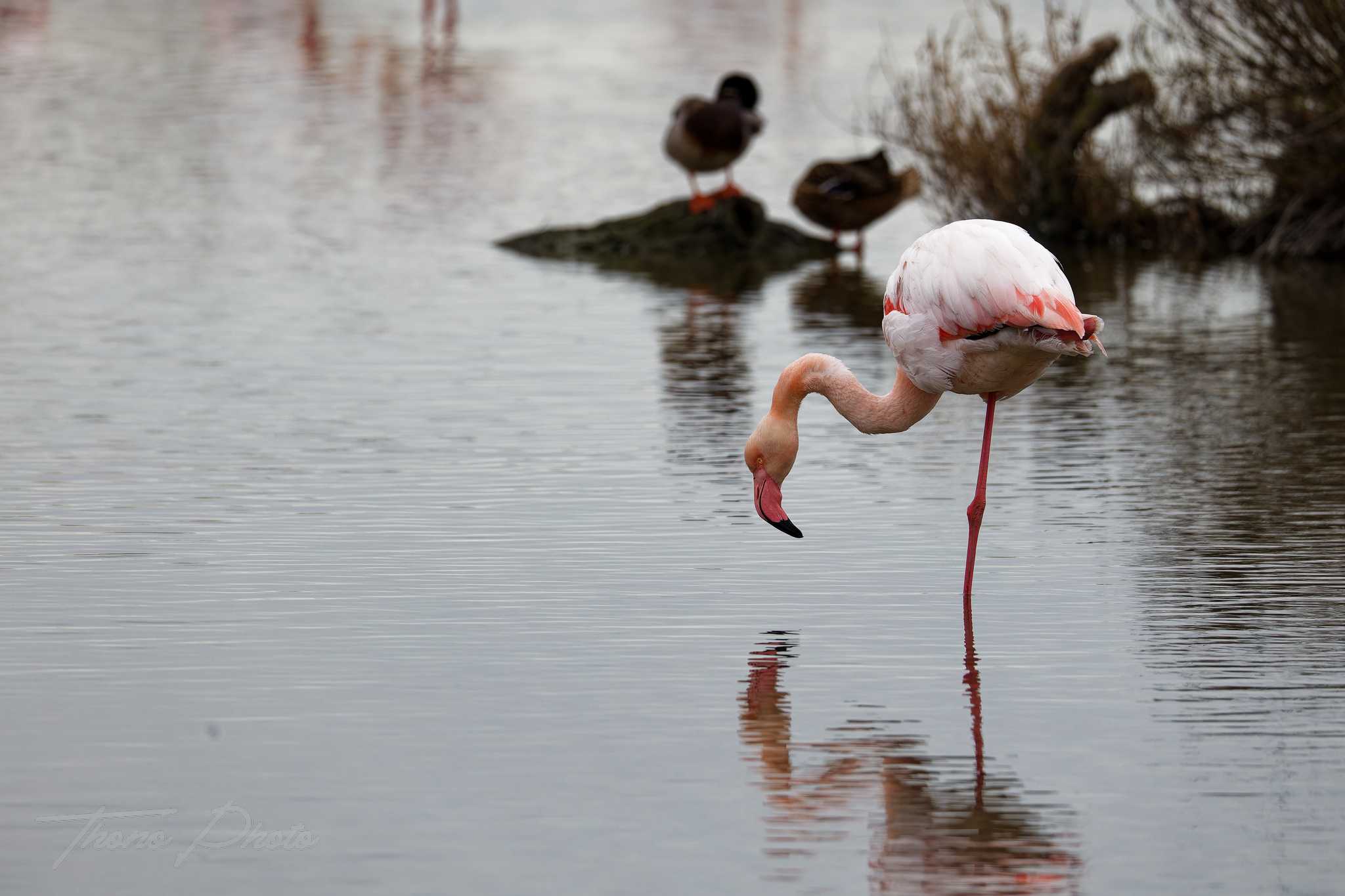 Flamand rose pont de gau 2025 01 00647fd