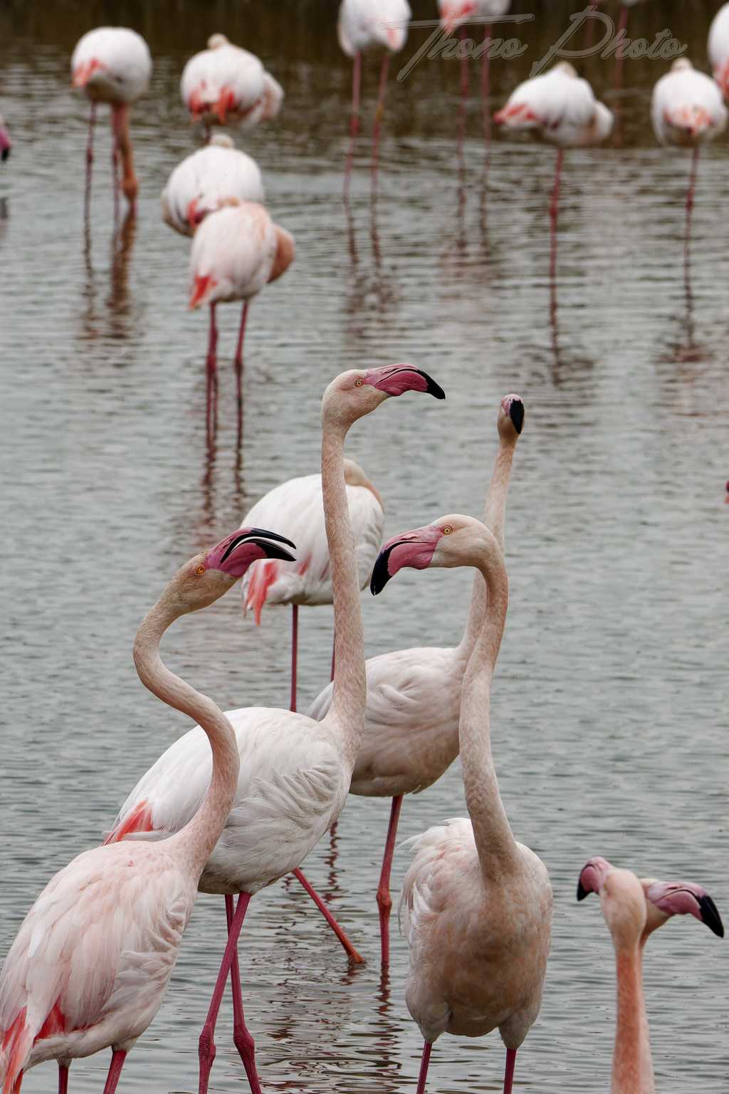 Flamand rose pont de gau 2025 01 00555fd