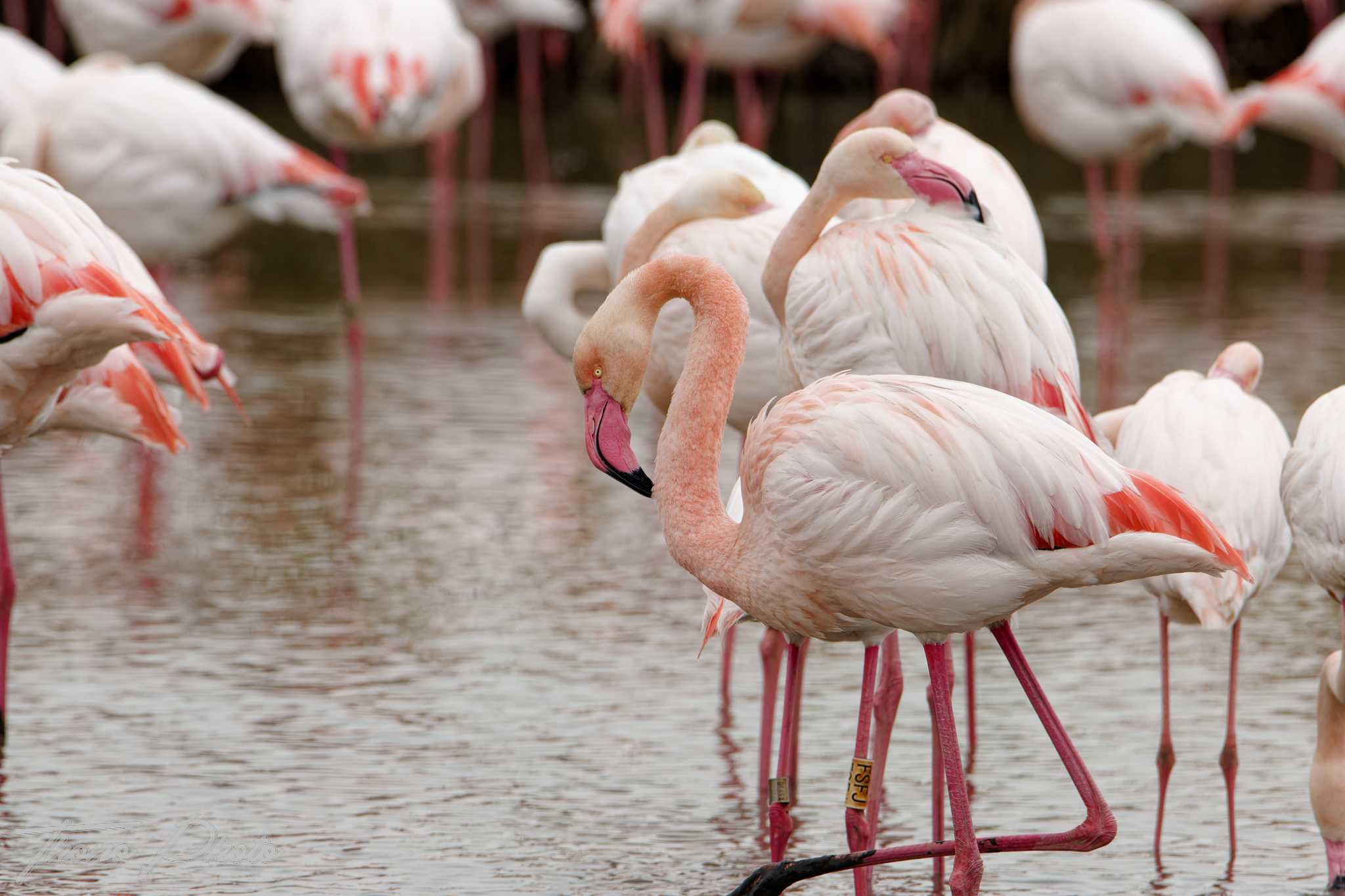Flamand rose pont de gau 2025 01 00495fd