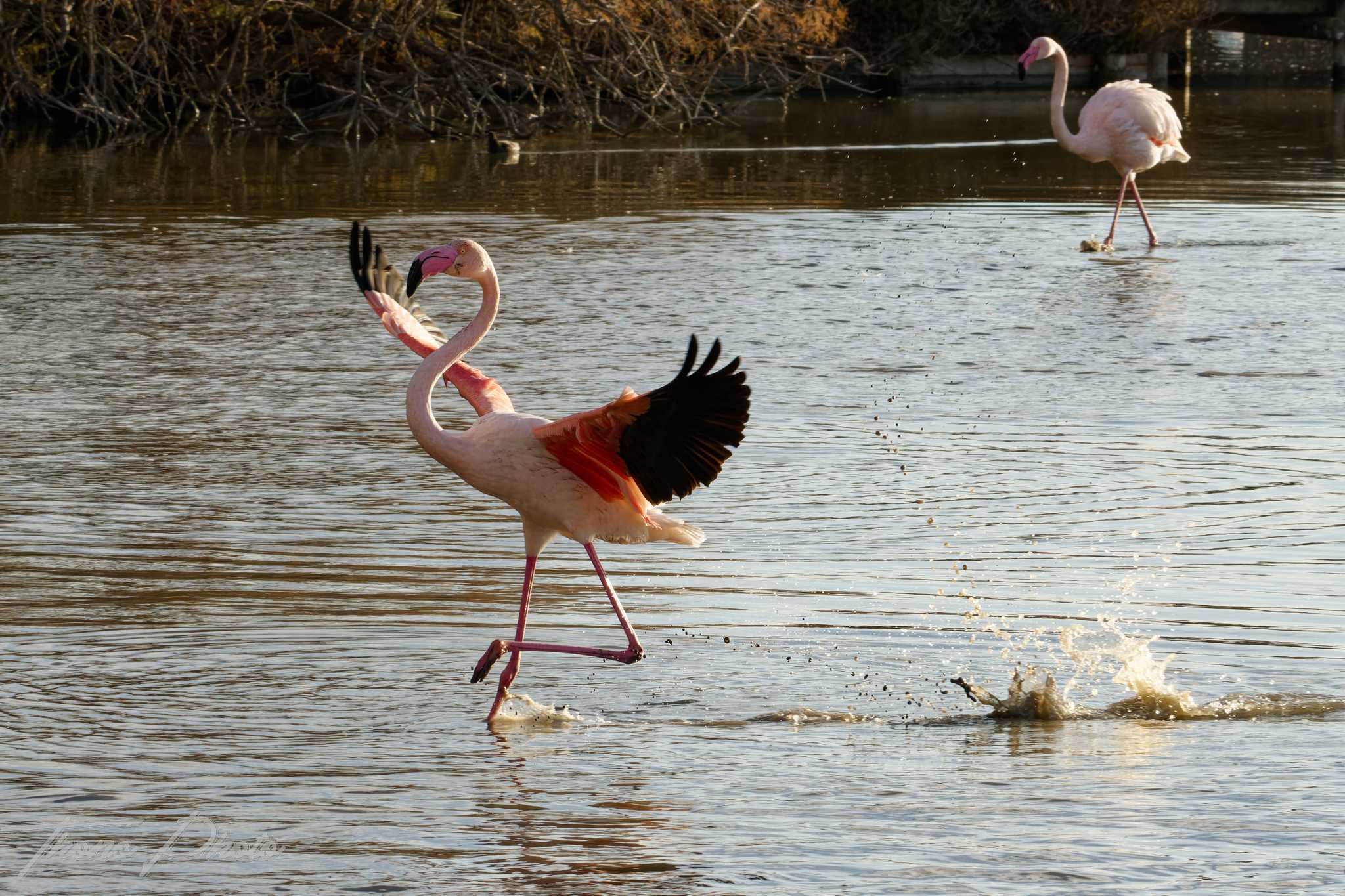 Flamand rose pont de gau 2025 01 00436fd