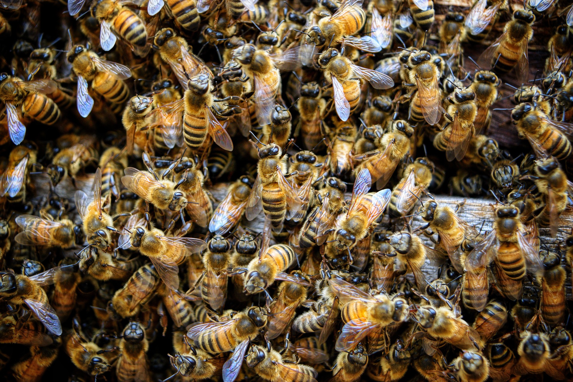 abeille miel apiculture colline de sion thorey-lyautey
ferme de germain deprugney