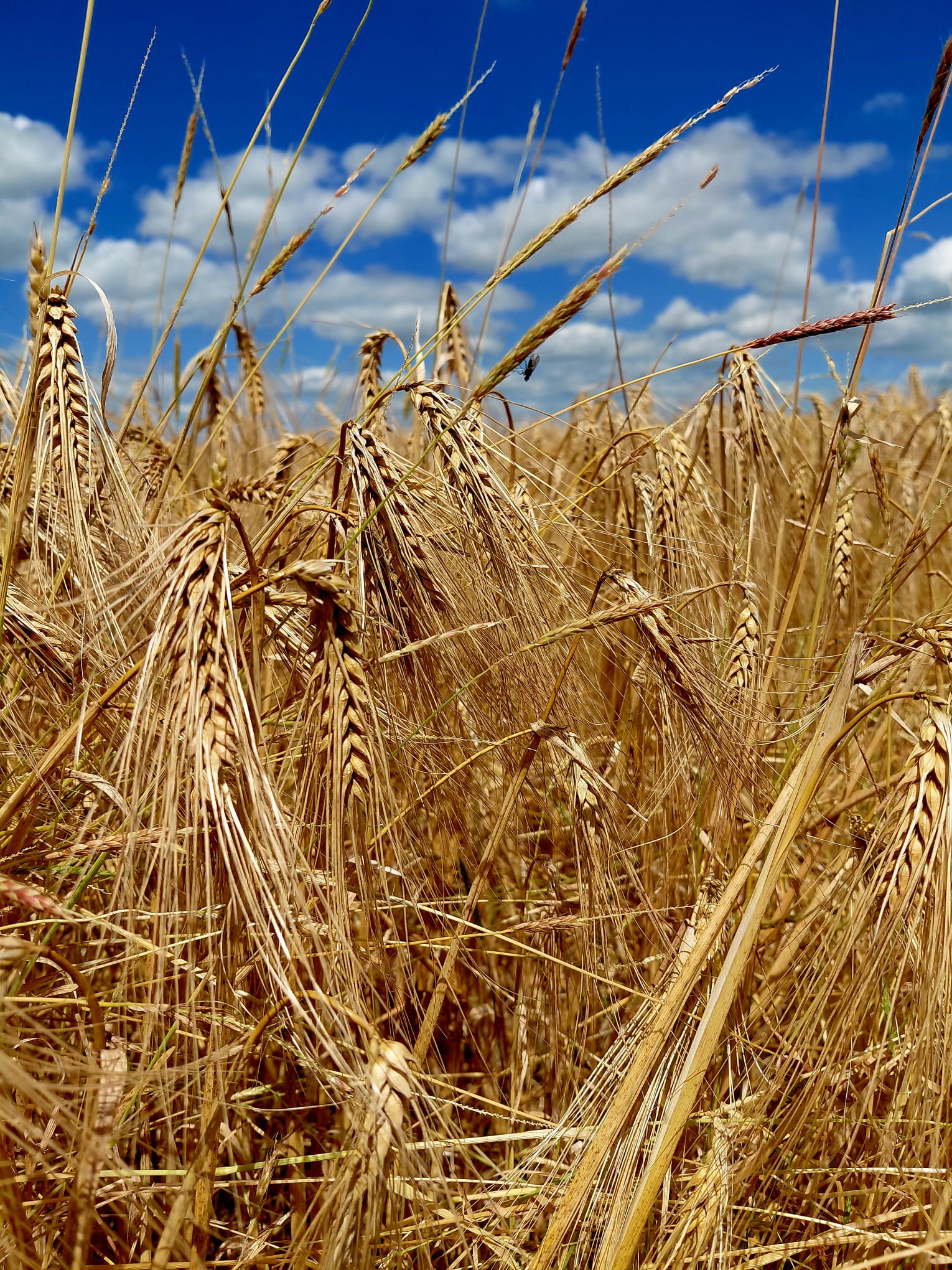 HVE blé céréales circuit-court vente direcet ferme agriculture paysan miel abeille biodiversité environnement colline de sion terroir
