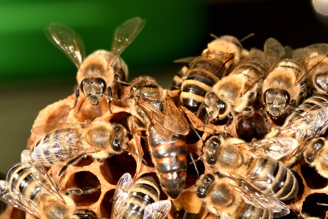 Xiserge bees 5480561 1280
