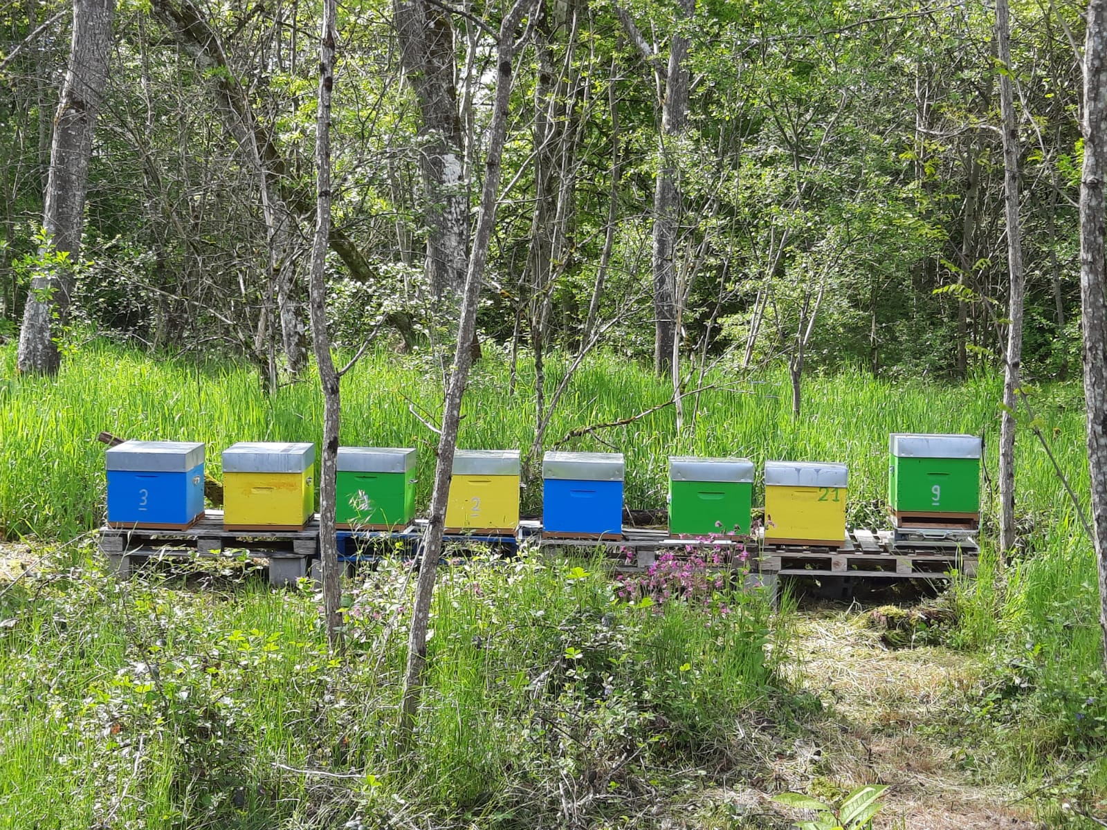 abeille parrainage miel apiculture colline de sion ferme germain deprugney thorey-lyautey