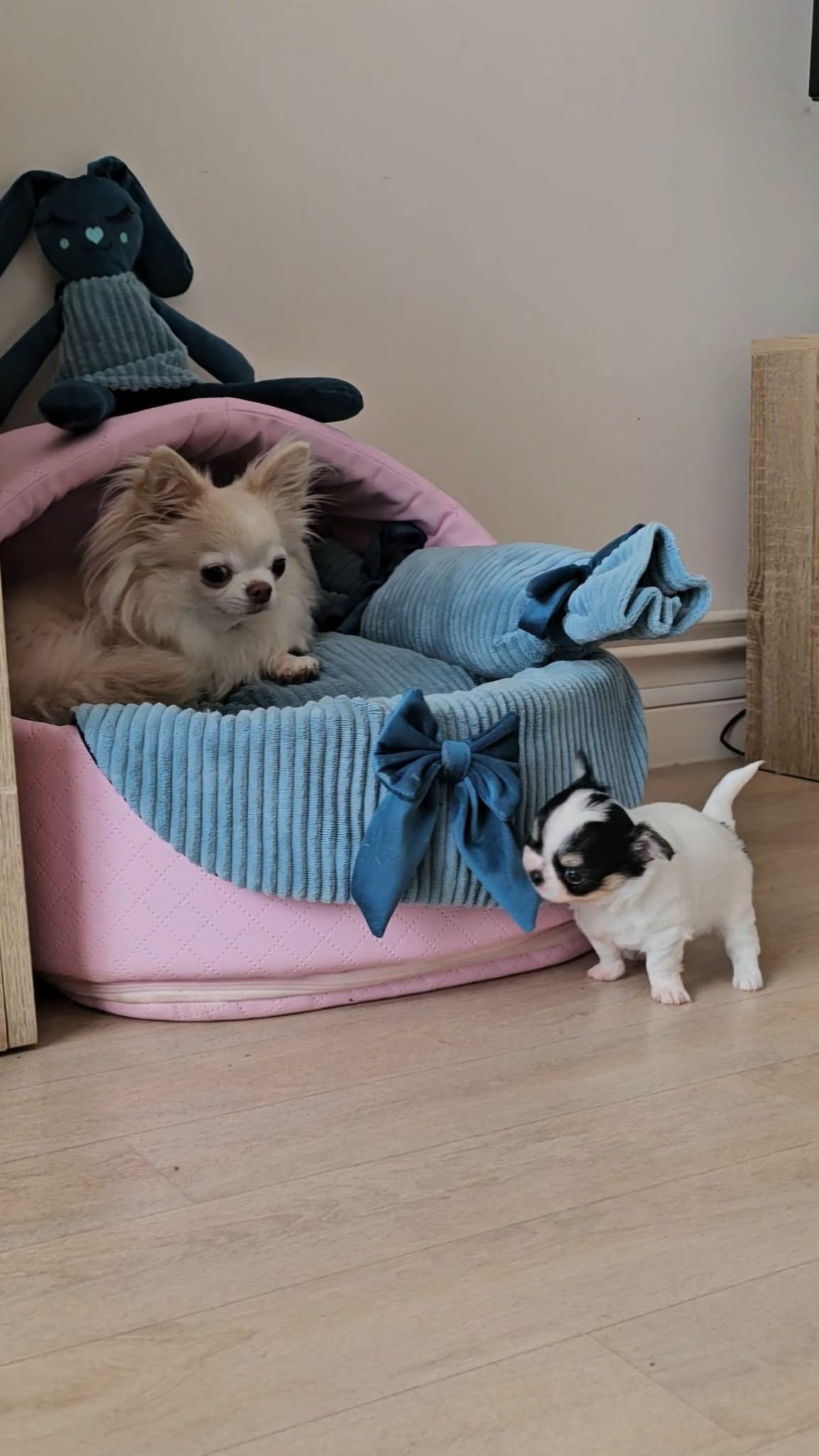 Messenger creation 2ac381a5 c791 4d41 8095 e43c7541e65b