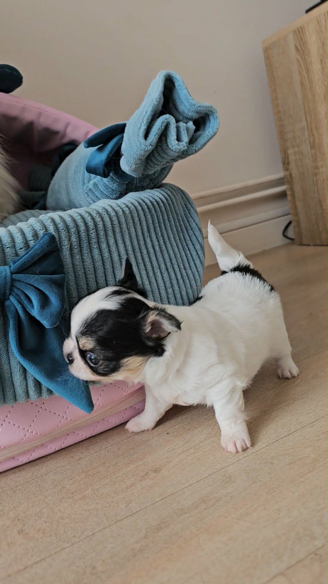 Messenger creation 353977d2 5ccc 438a a8ff b1981743d333