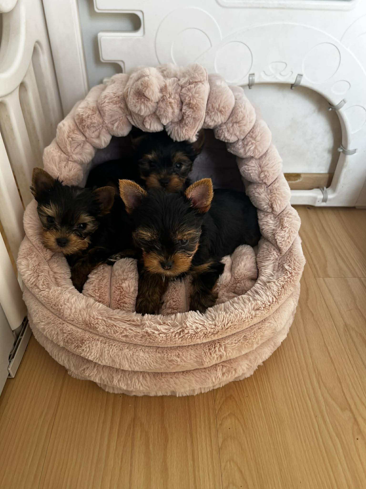 Received 1480932683446041