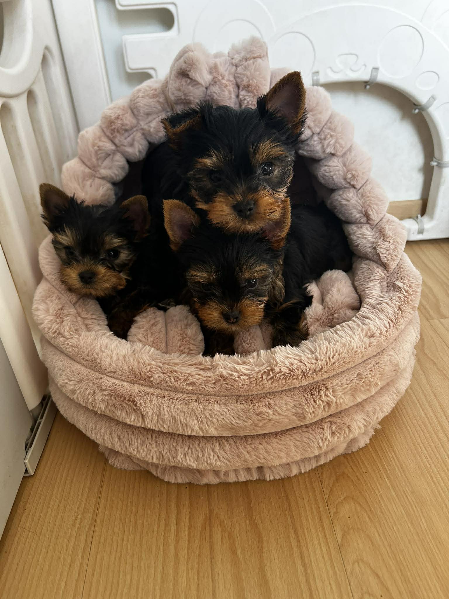 Received 937098725539886