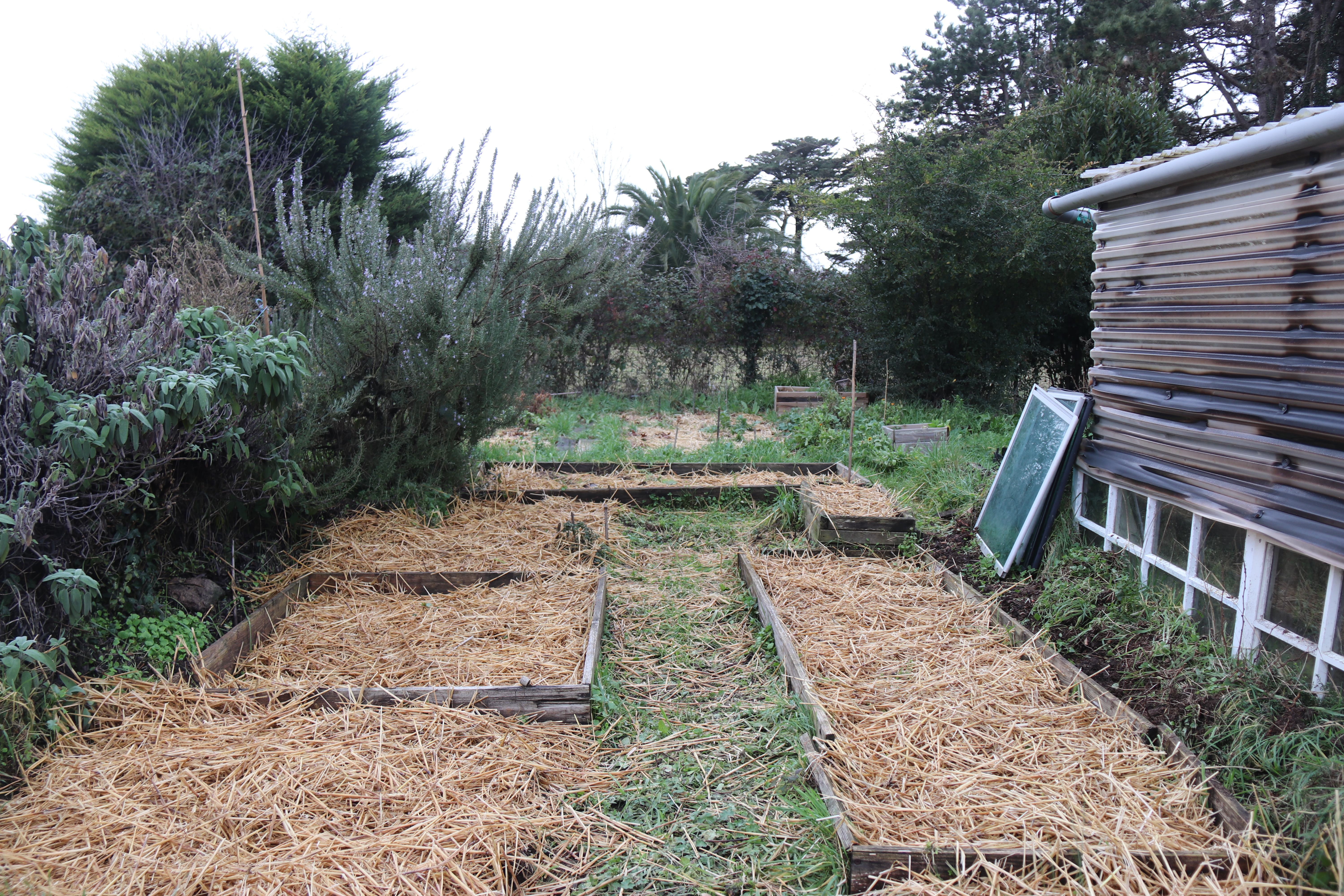 Jardin potager, avec des parcelles empaillées