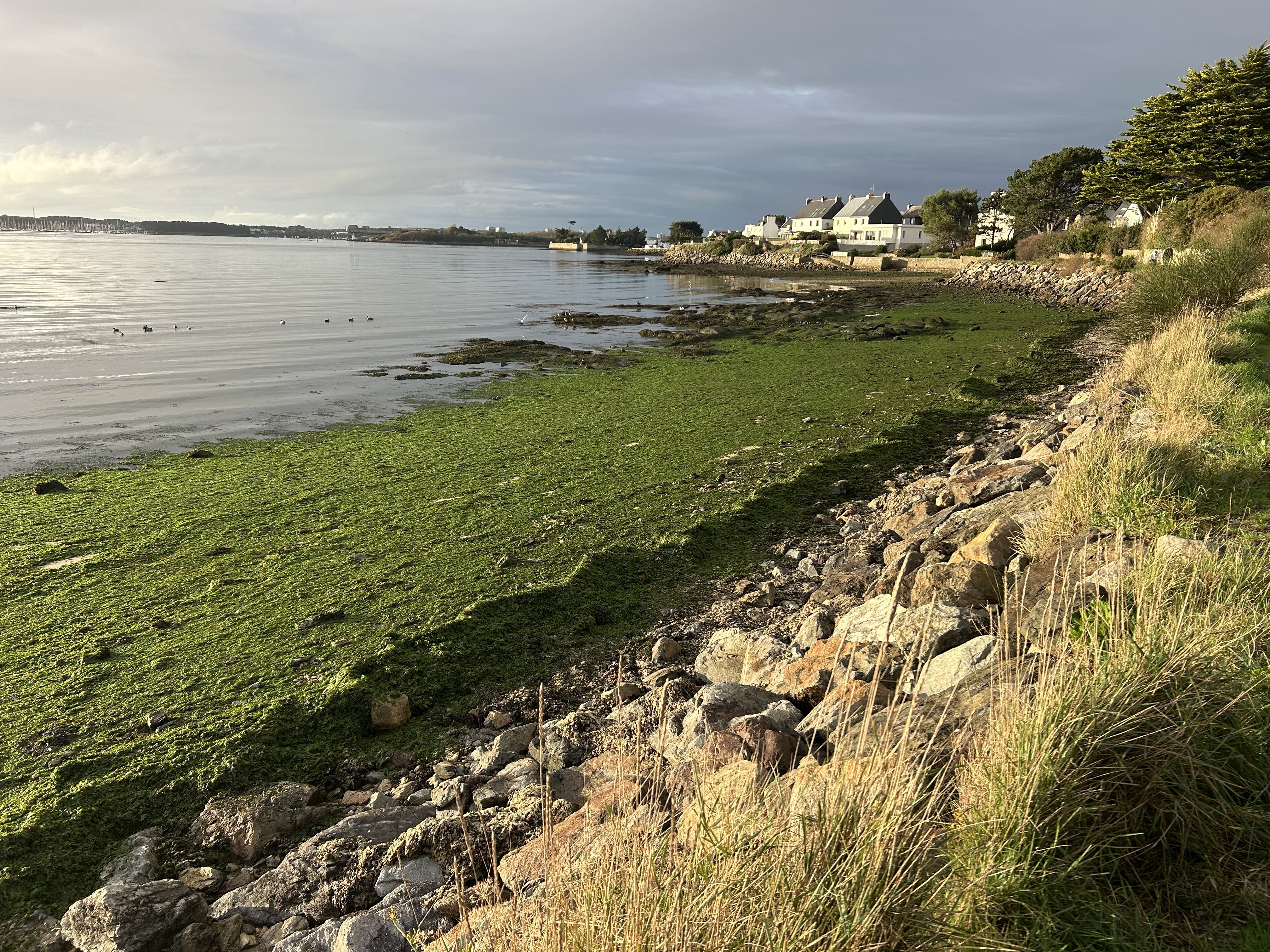 plage de normandèze, recouverte d'algues vertes