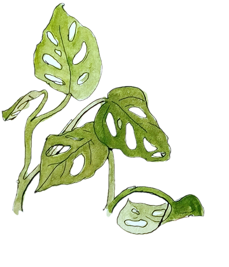 Pothos