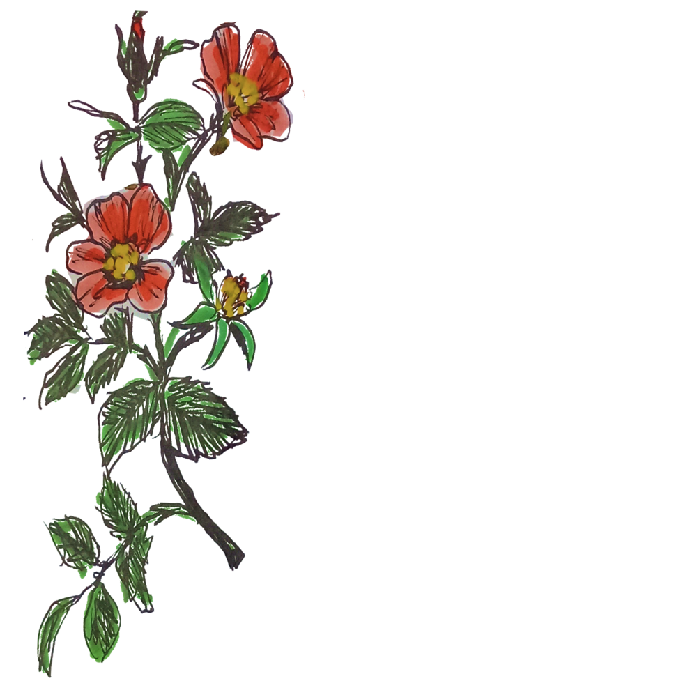 Fleurs
