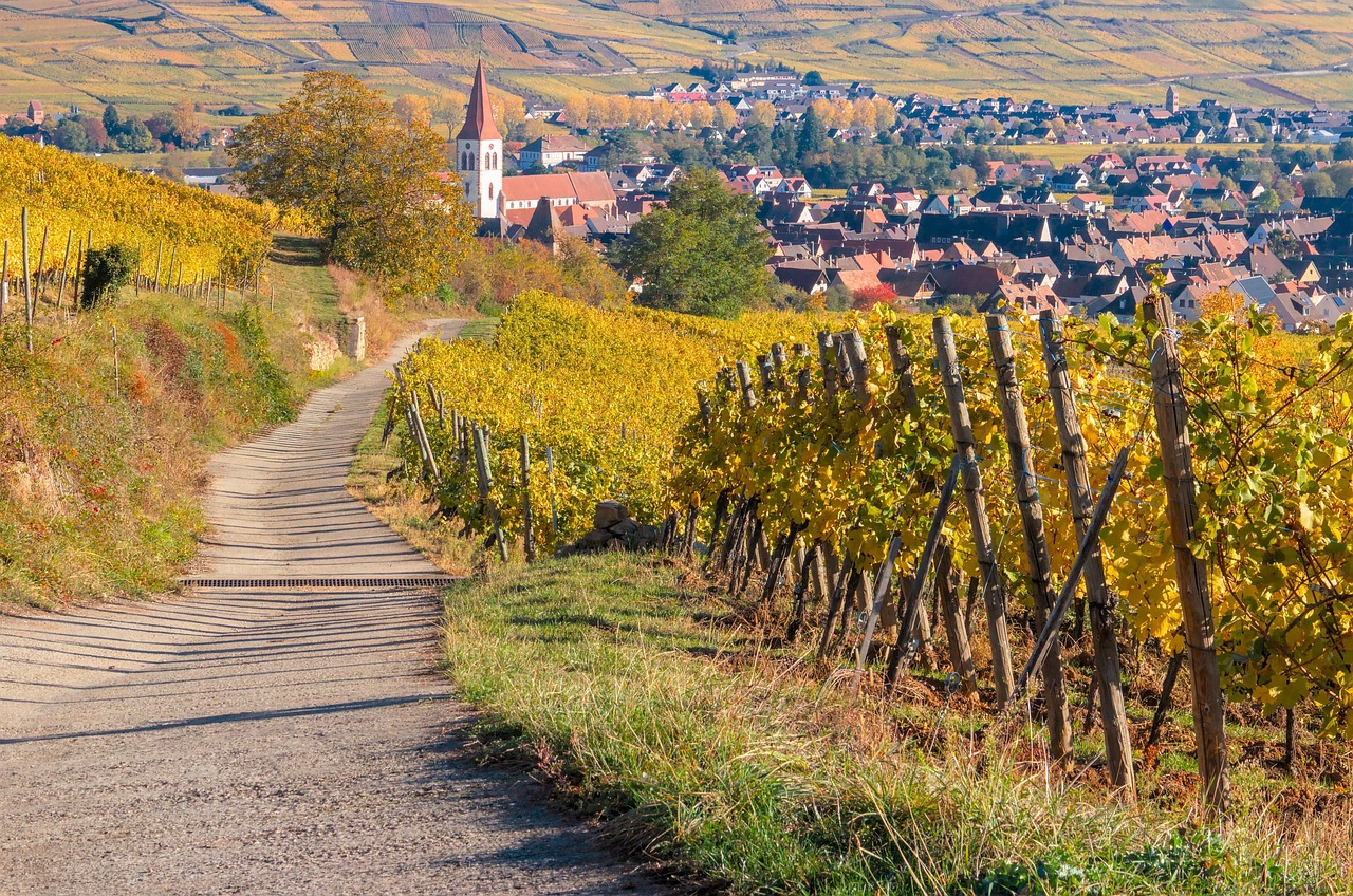 Bonat-vineyard-6774592 1280