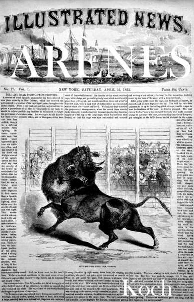 News full bullfighting nola dna llc