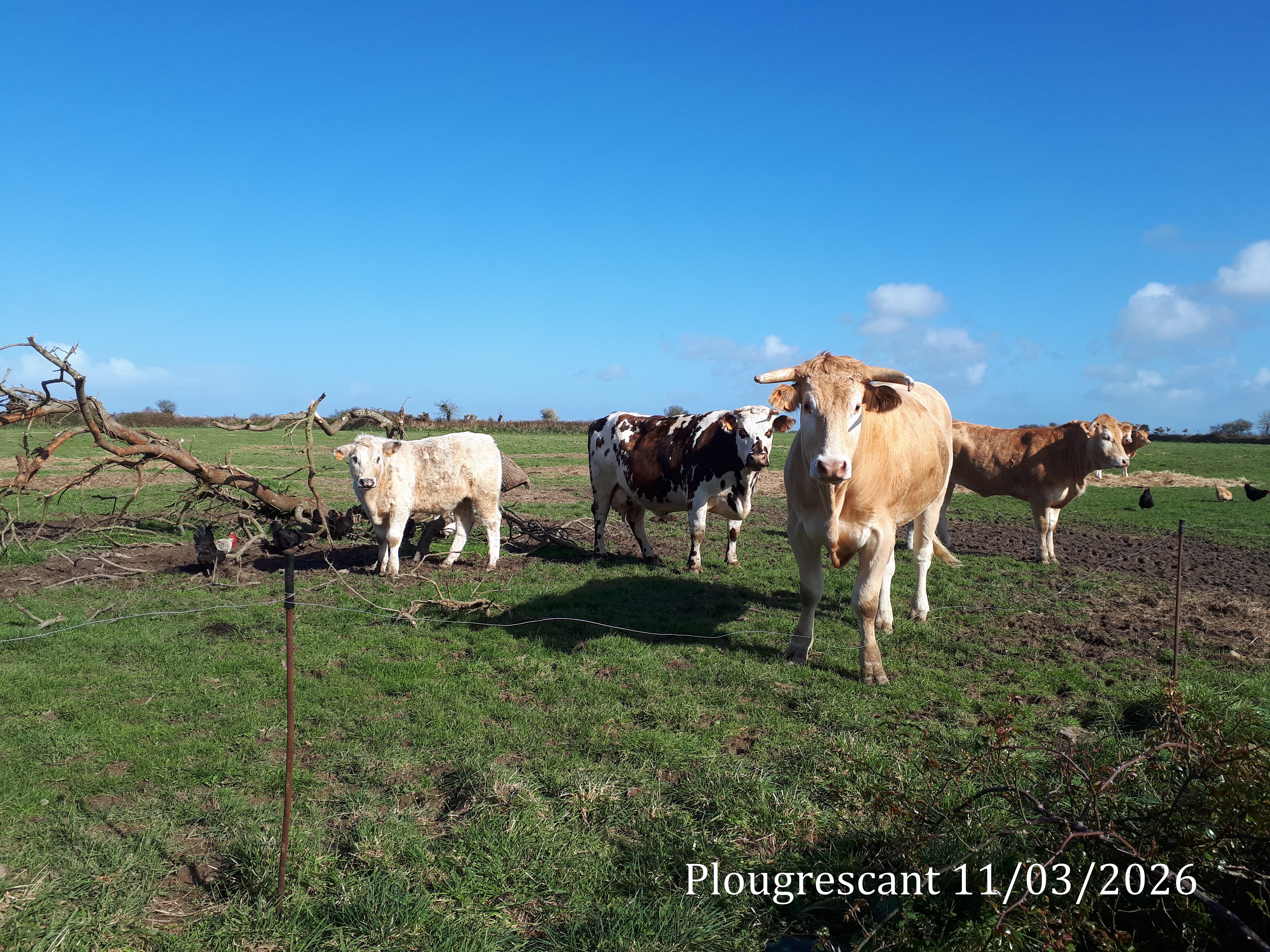 2026 03 11 plougrescant 11 