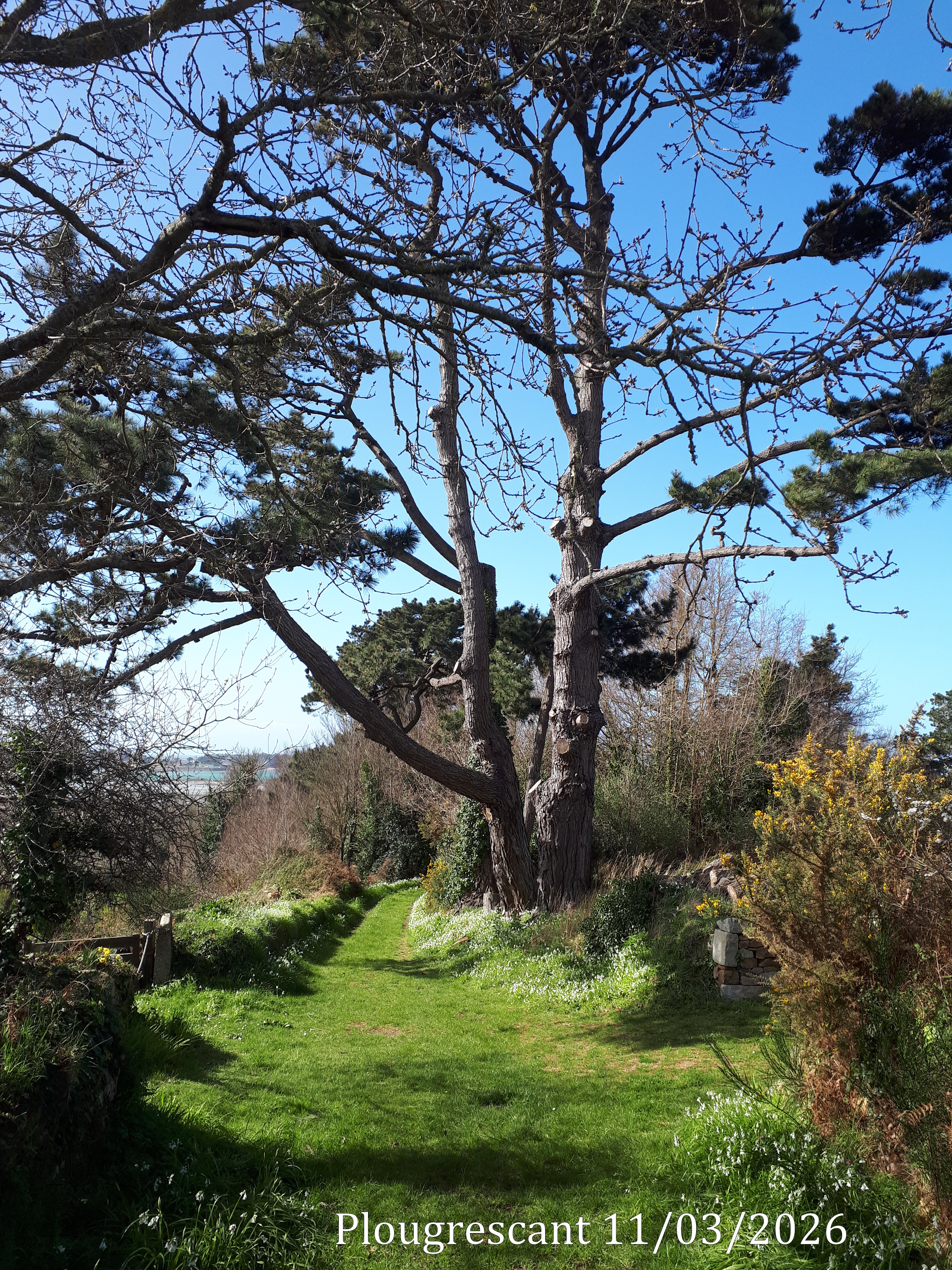 2026 03 11 plougrescant 5 