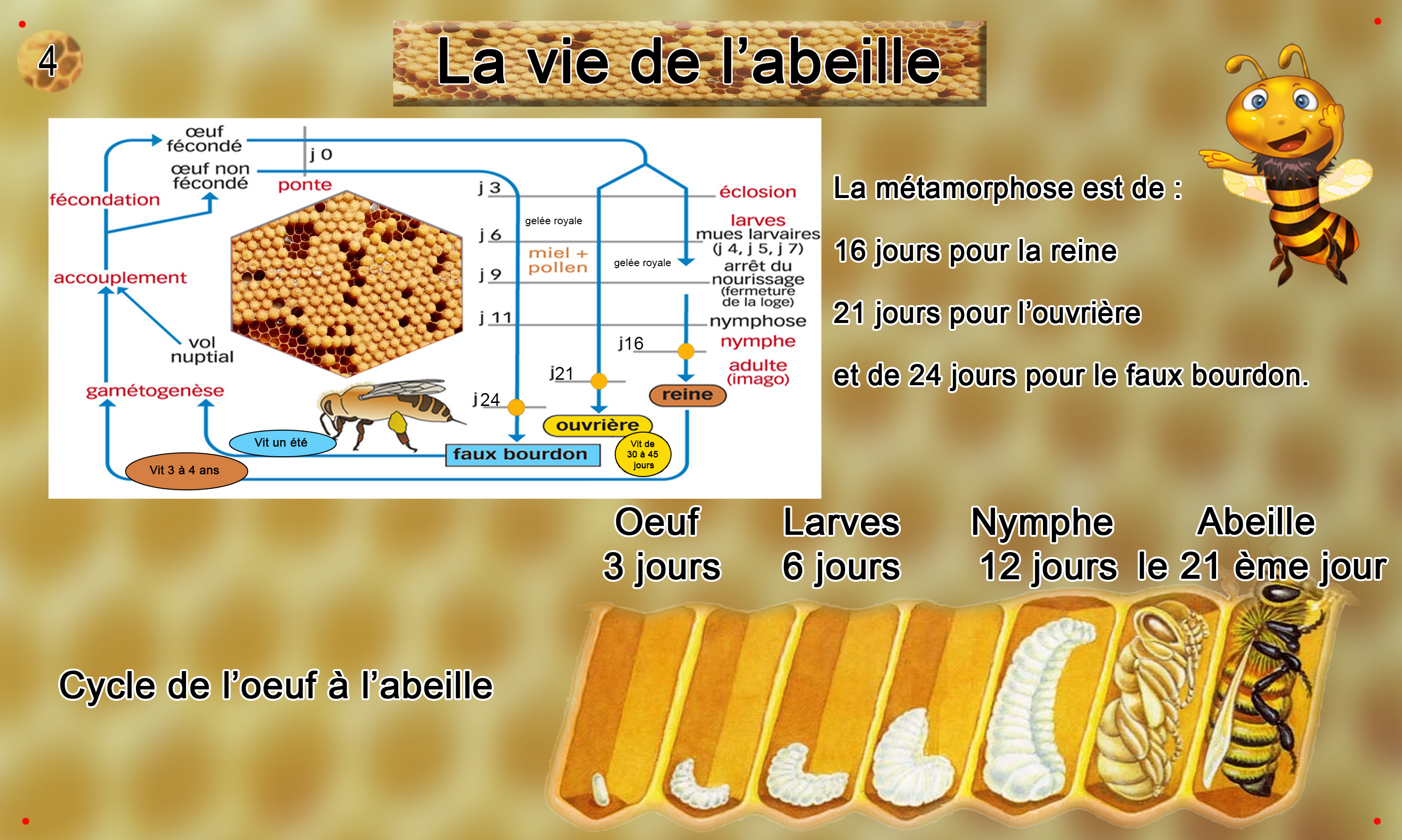 4 la-vie-de-l-abeille1