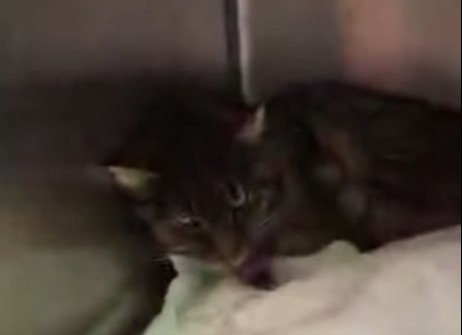 Hospitalisation pour notre gentil Spidou depuis le 6 mars 