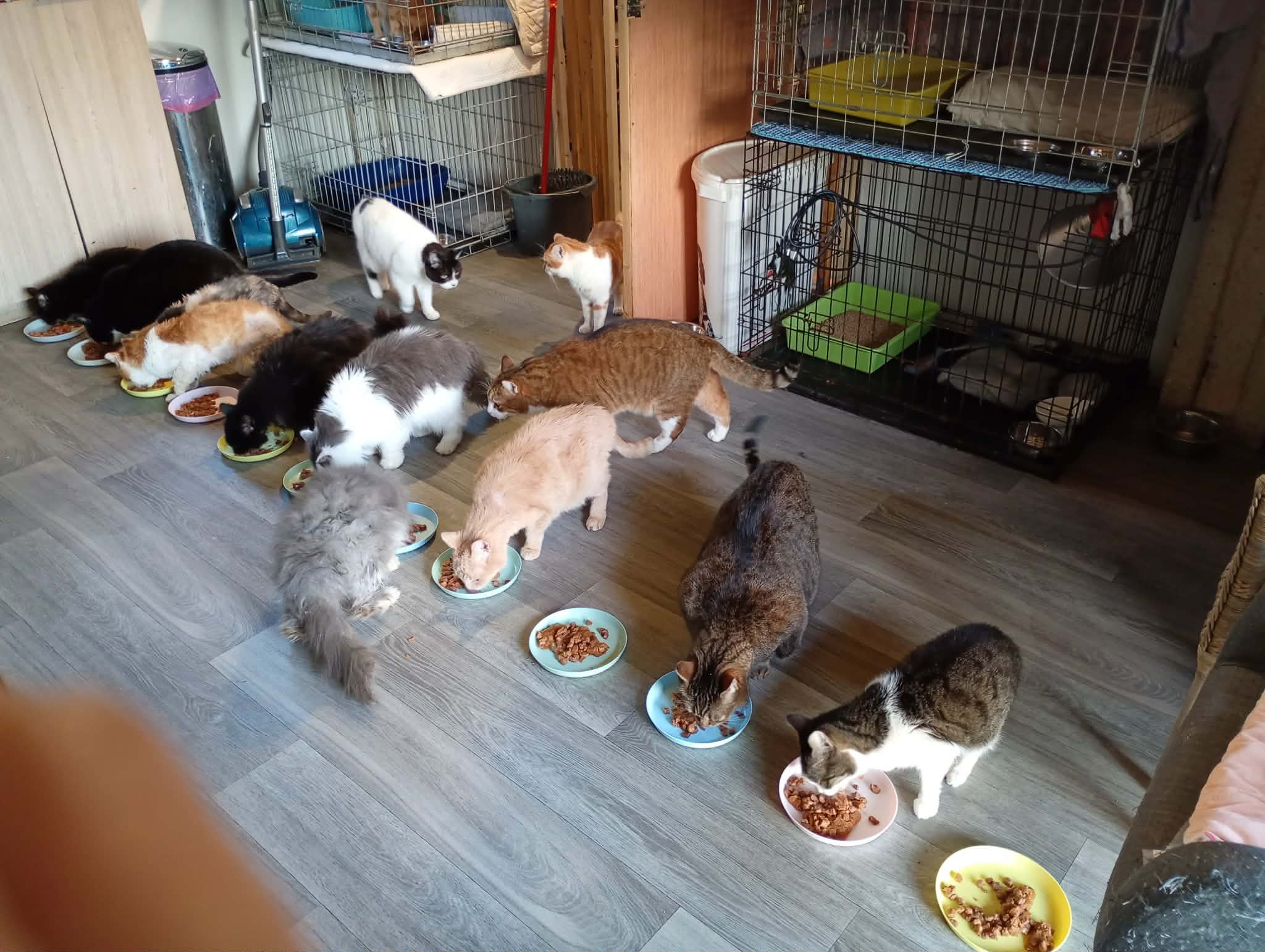 🚨 Opération Croquettes pour les loulous ! 🐾