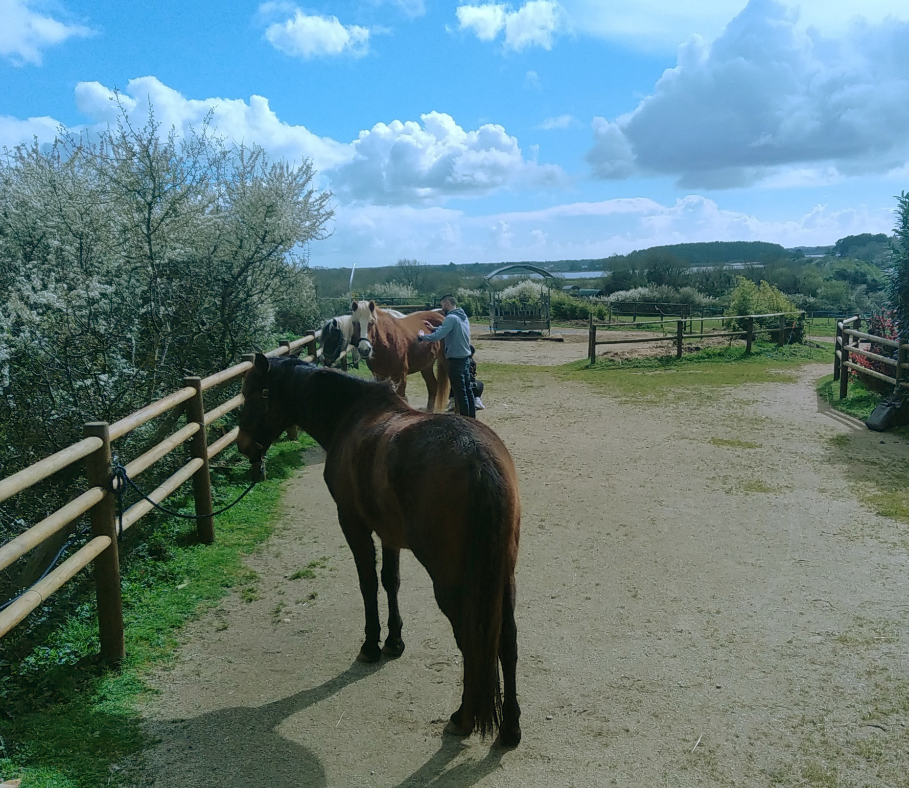 Soins-chevaux