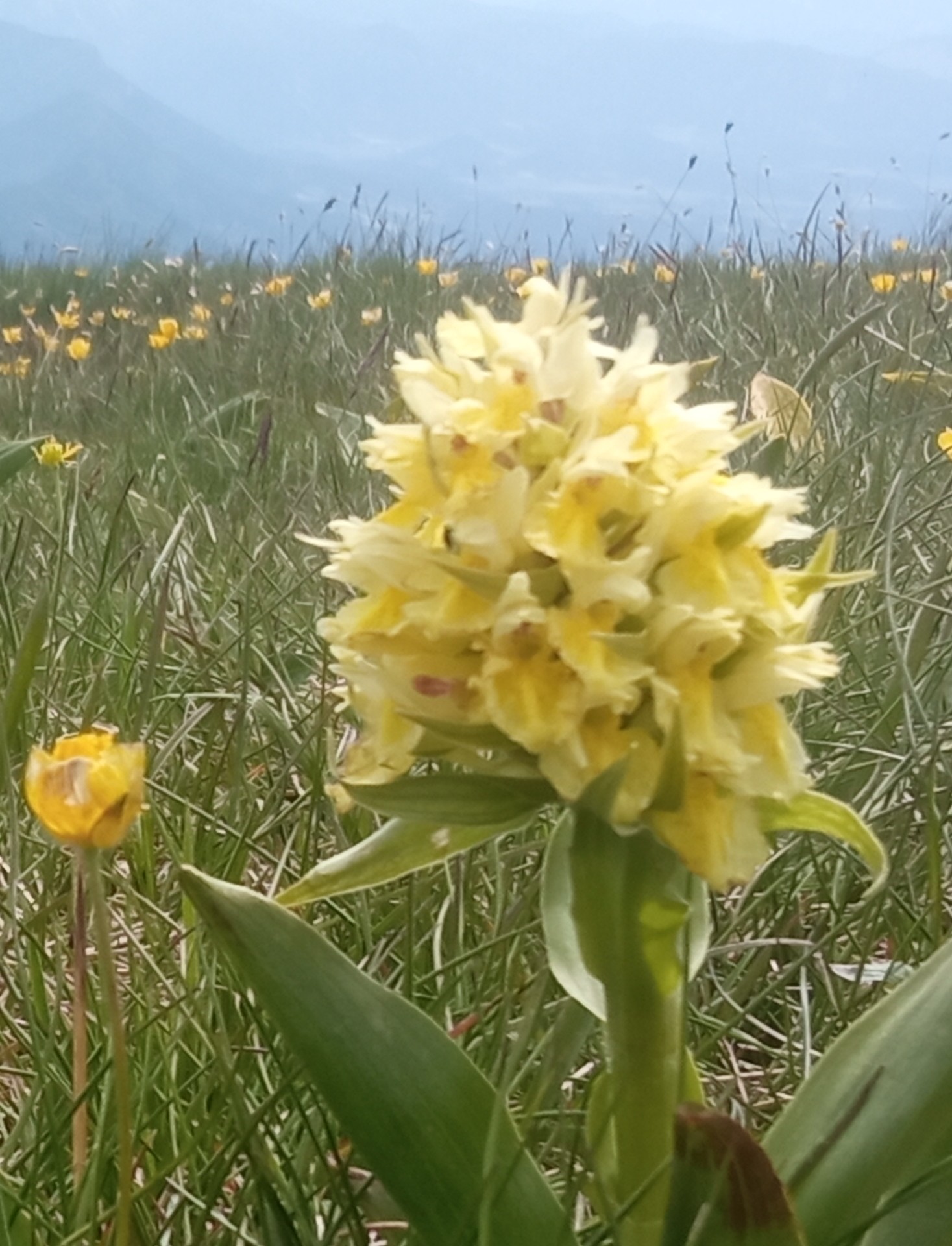 Orchide