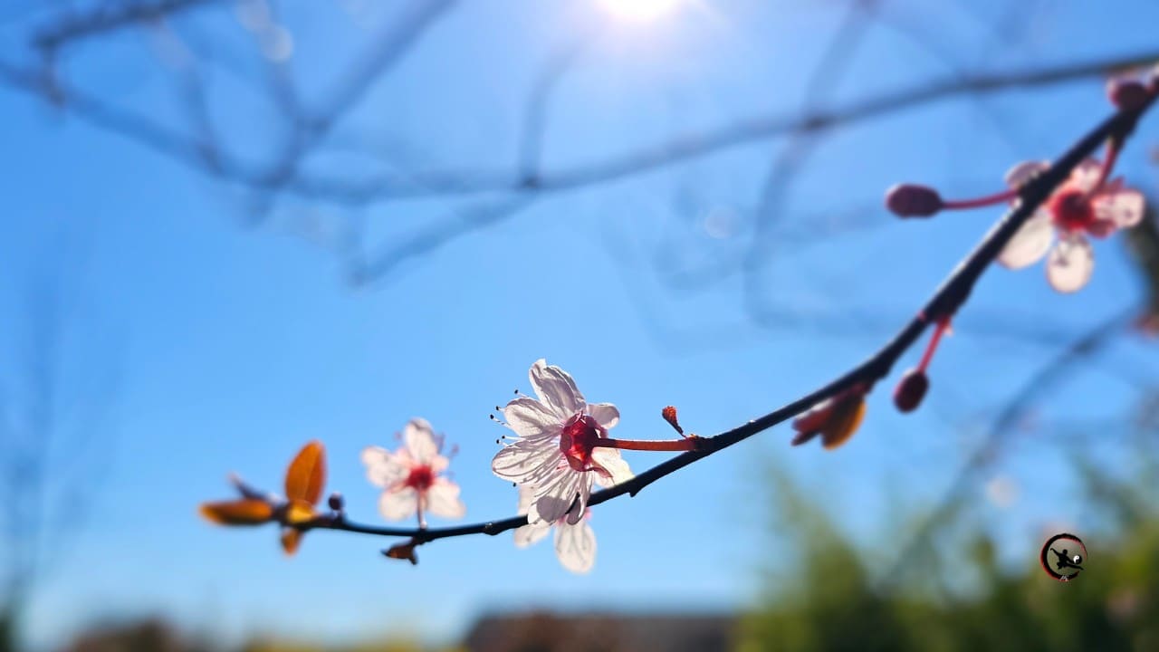 L’énergie du printemps : soutenir Foie et Vésicule Biliaire avec Qi Gong et Tai Chi